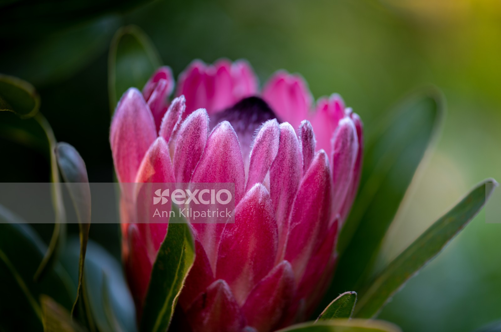 Protea pink
