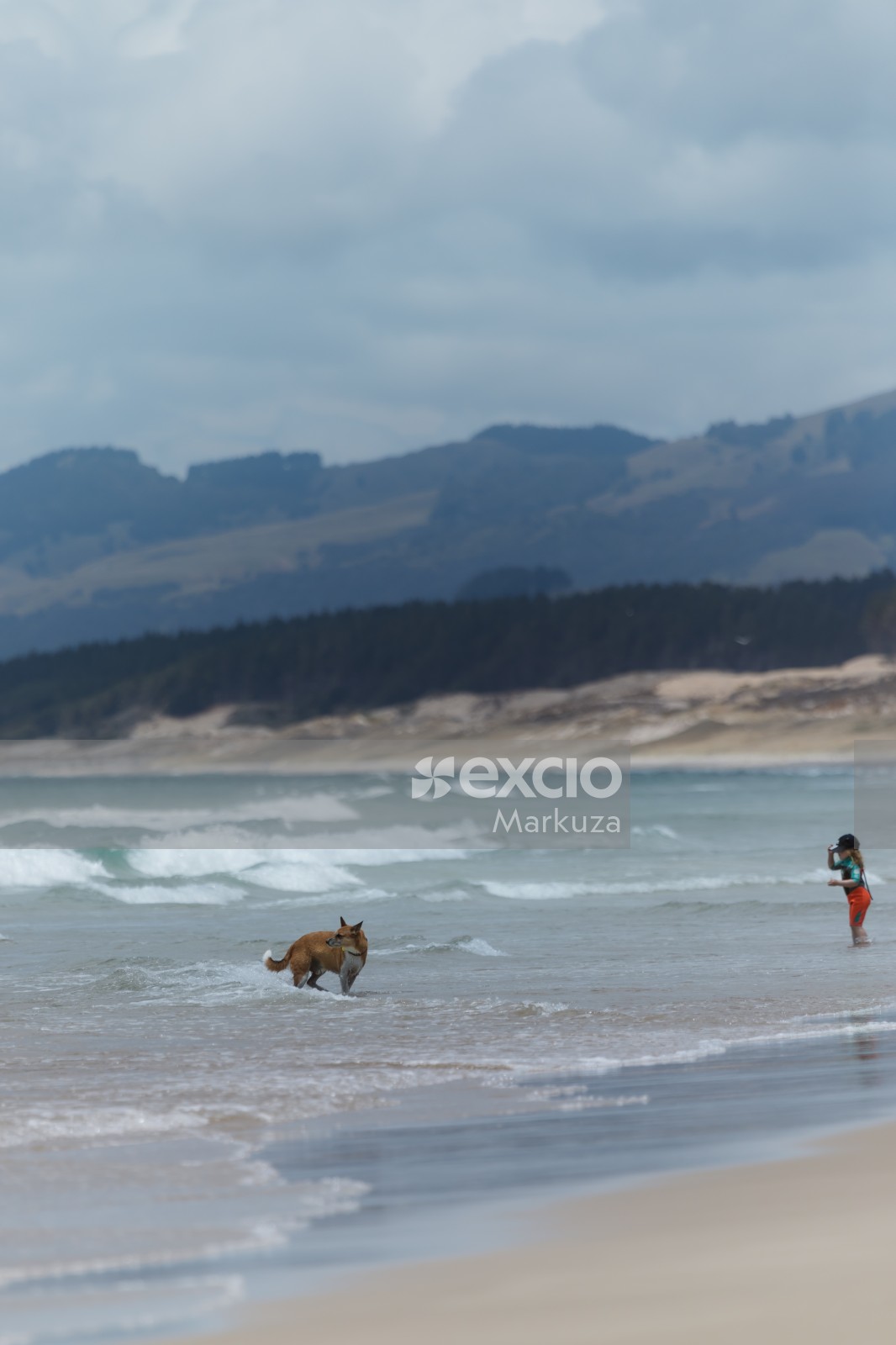 Sea, dog and child