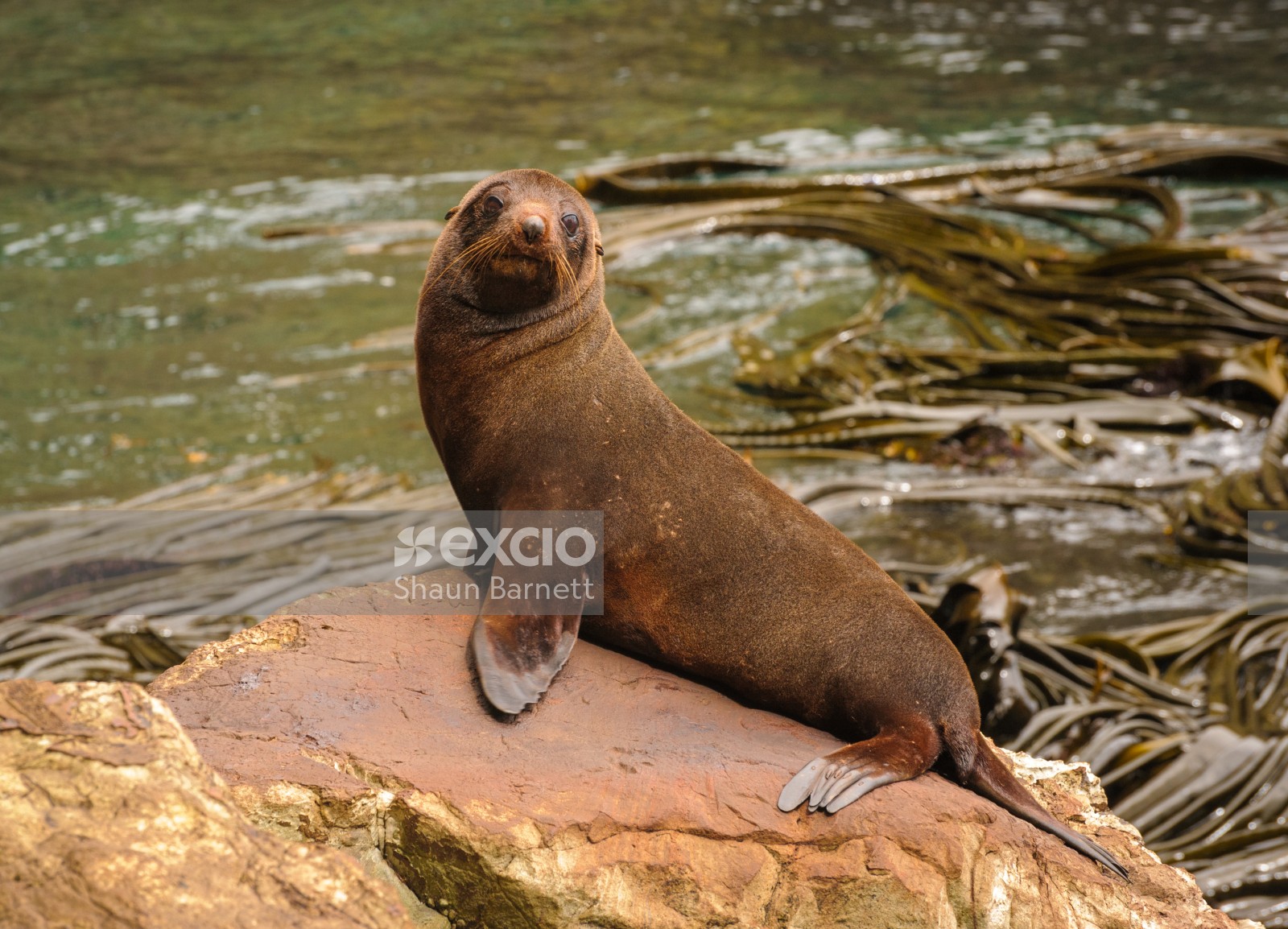 New Zealand fur seal, Auckland Is