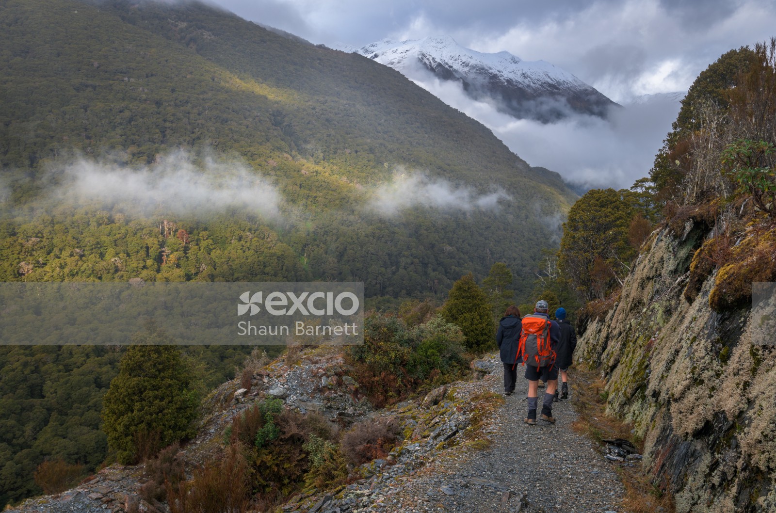 Walkers, Haast Pass Lookout Track