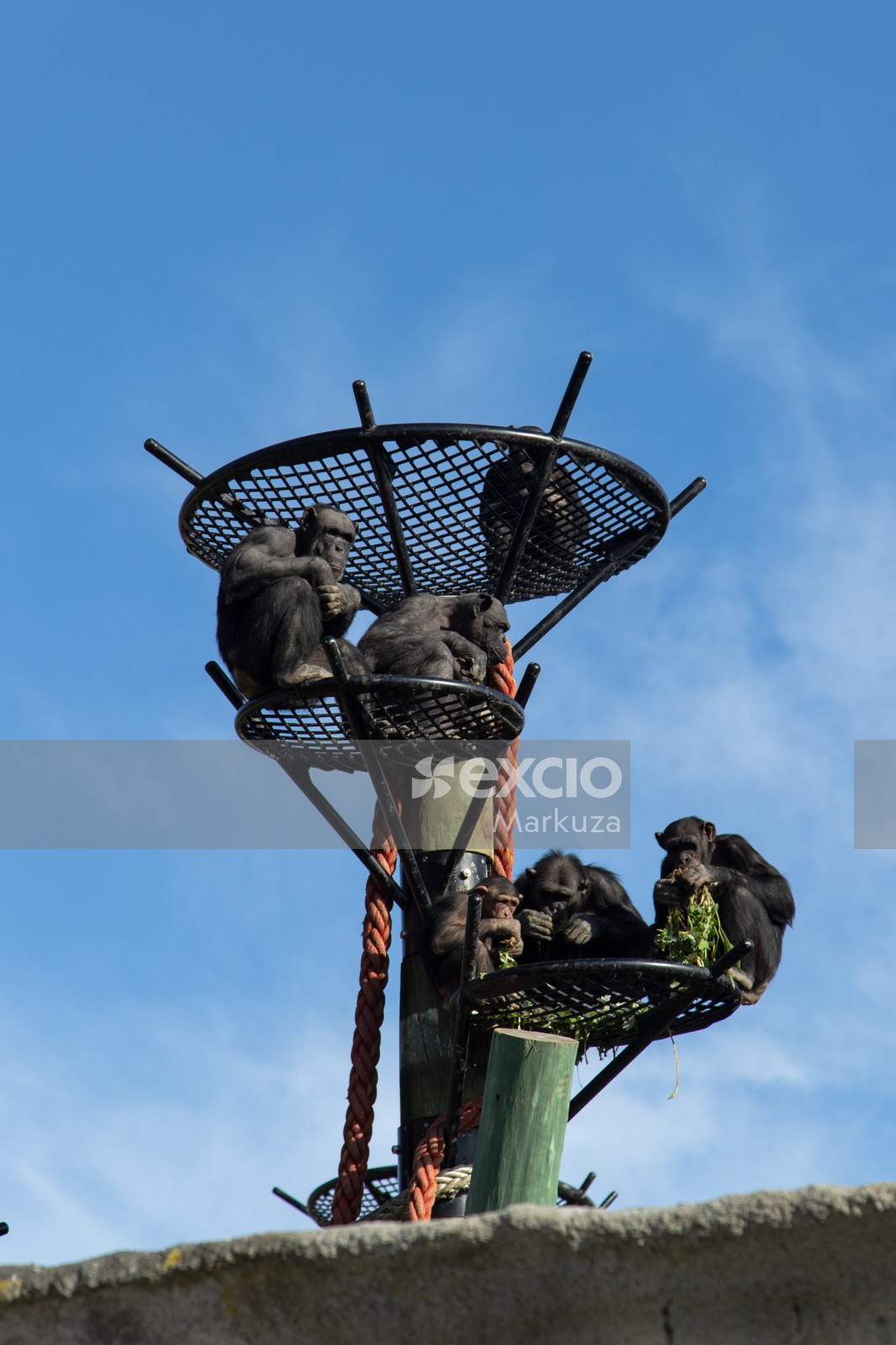 A happy bunch of Chimpanzees