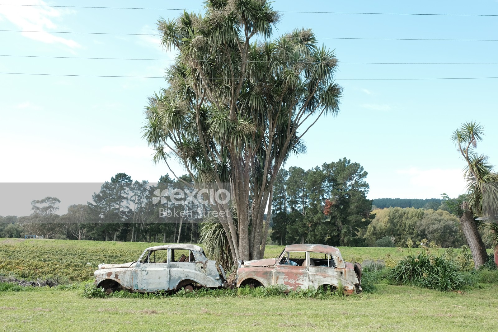 Rusted old cars under a New Zealand cabbage tree tī kōuka