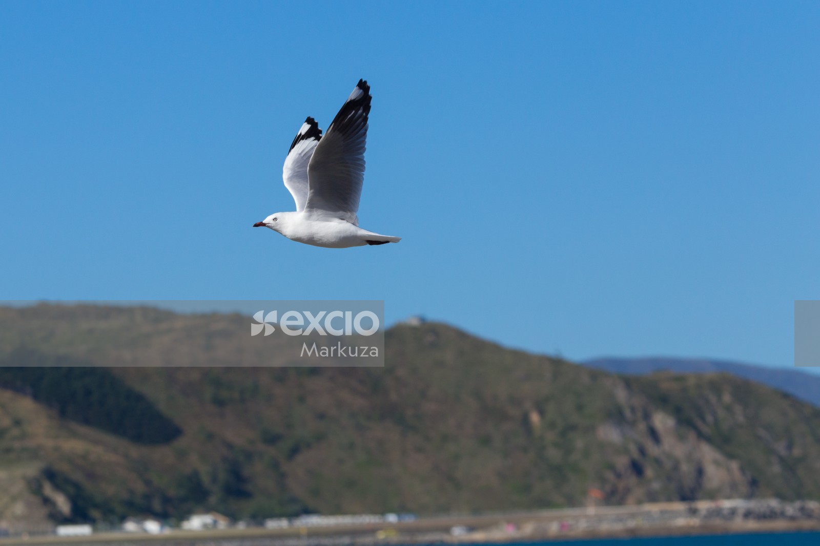 Seagull flying off