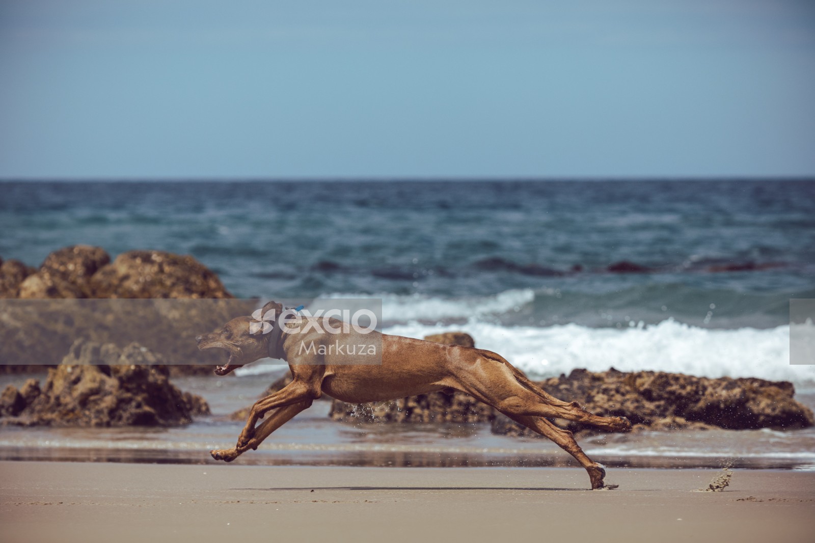 Stretched out running dog on the beach
