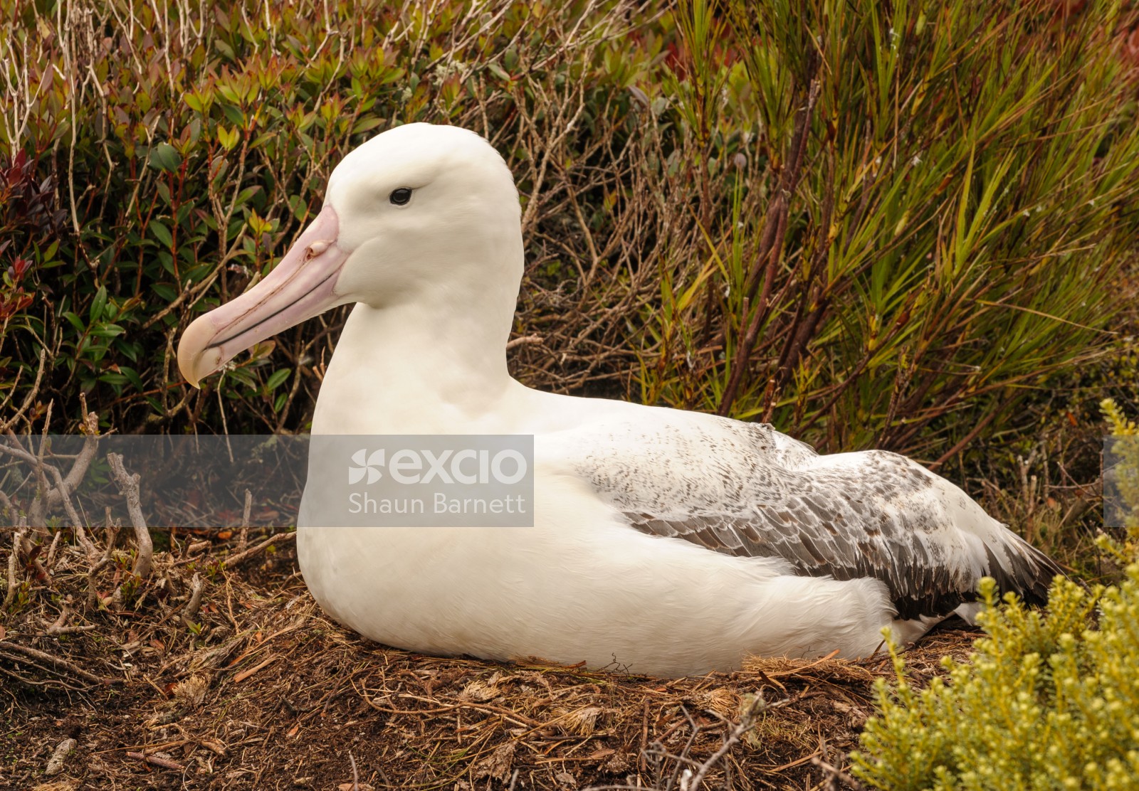 Southern Royal albatross, Enderby Is