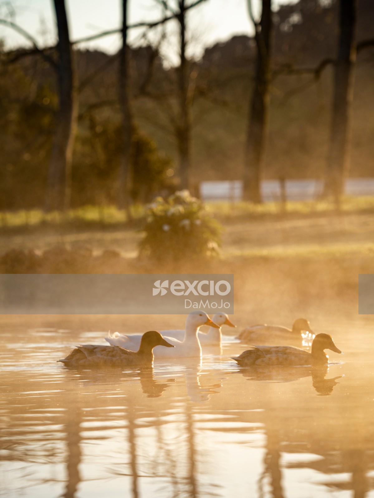 Ducks Foggy Lake