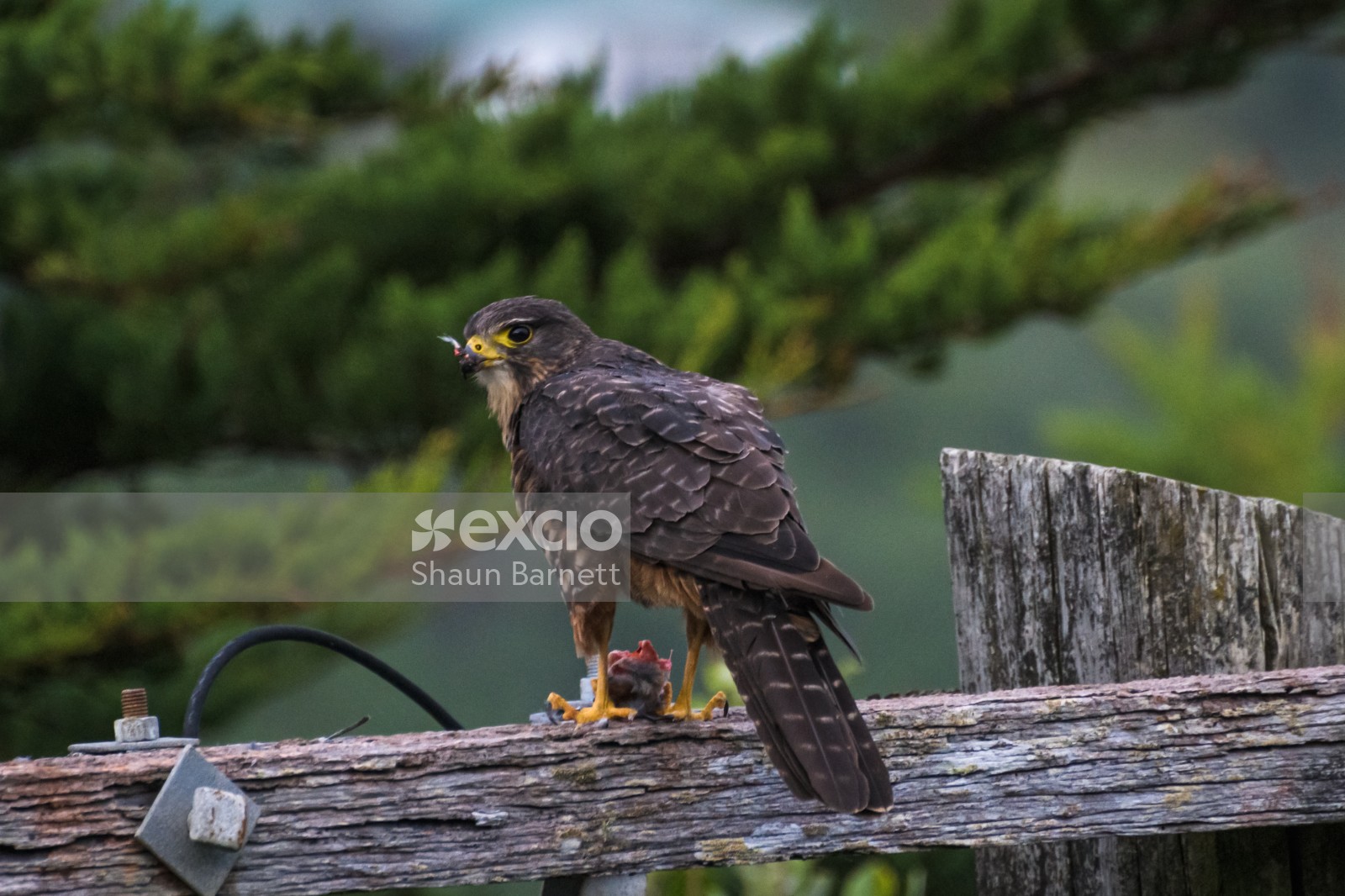 Karearea (NZ Falcon)