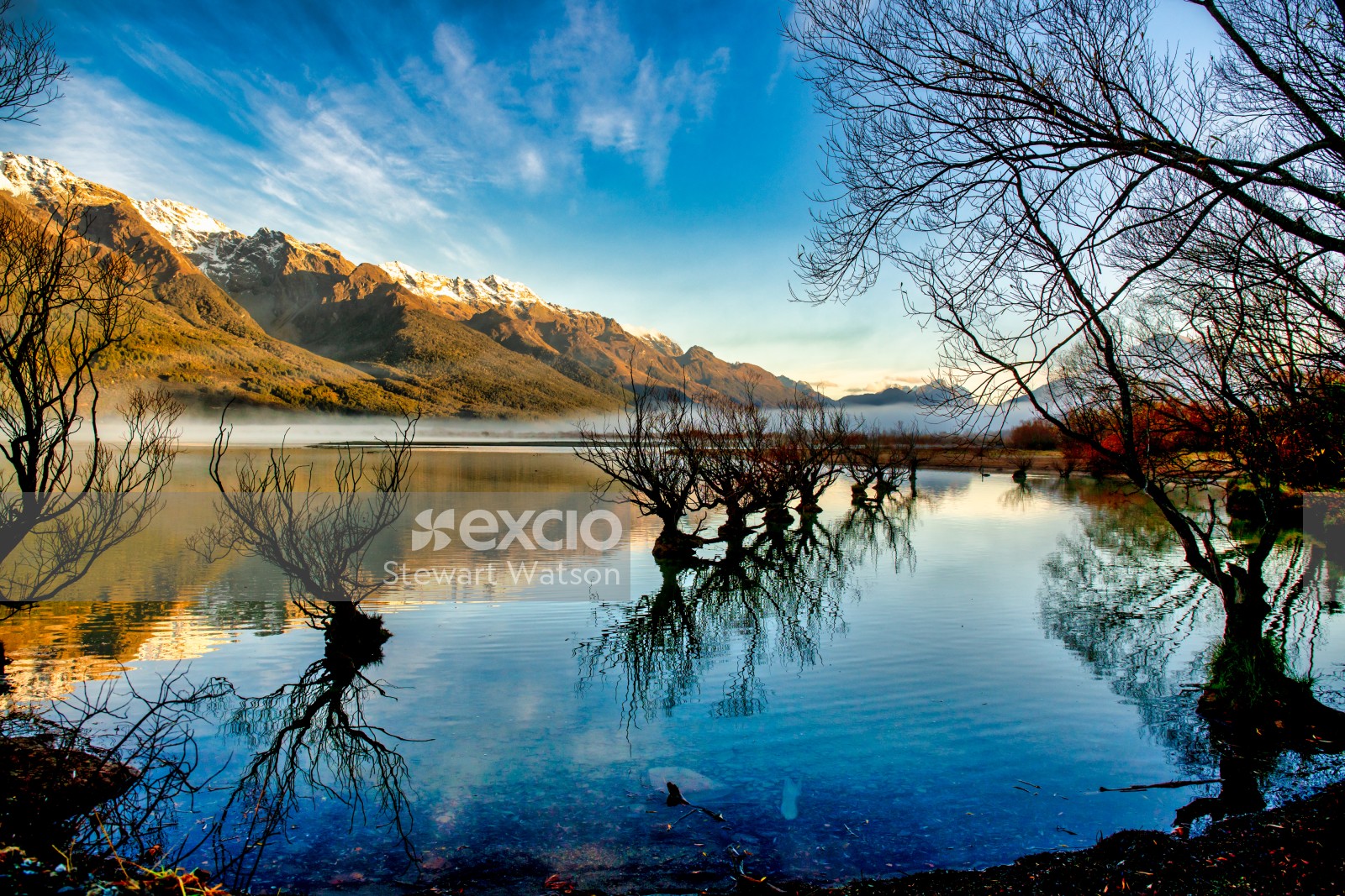 Glenorchy willows