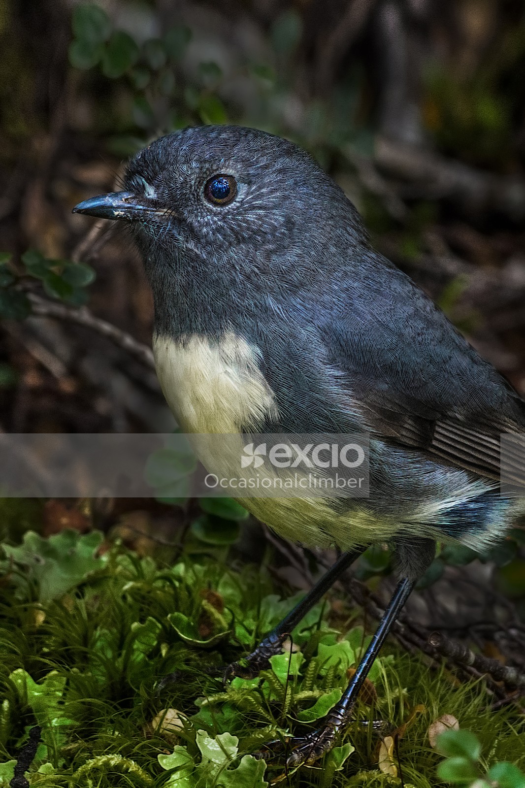New Zealand native Robin/Toutouwai