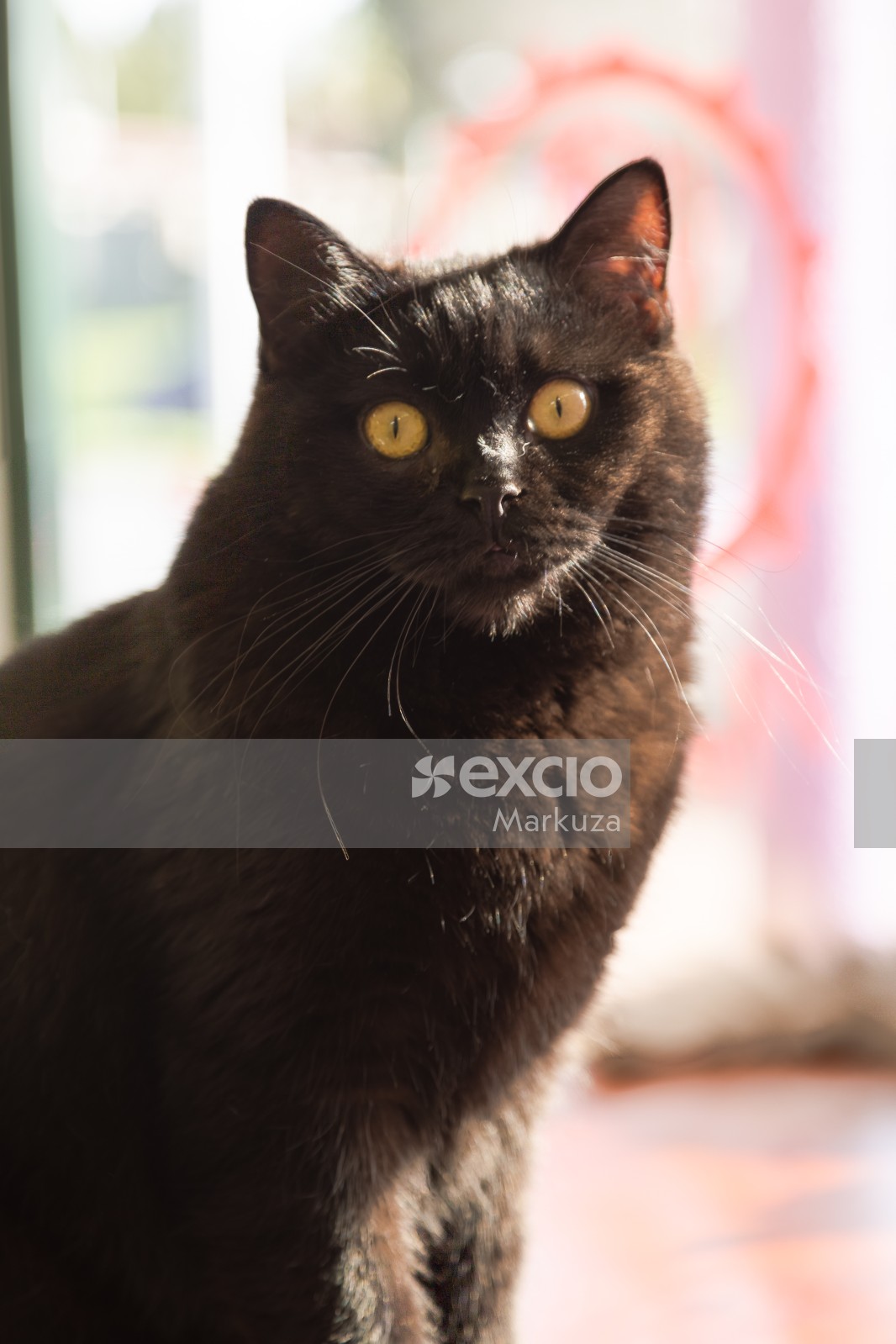 Black cat, yellow eyes