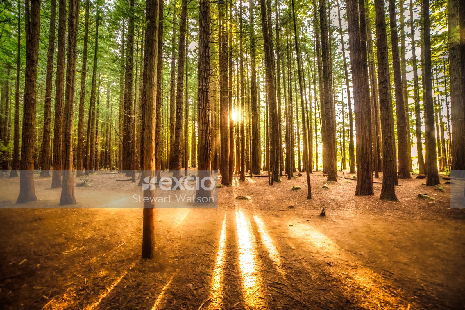 Shafts of sunlight in the woods