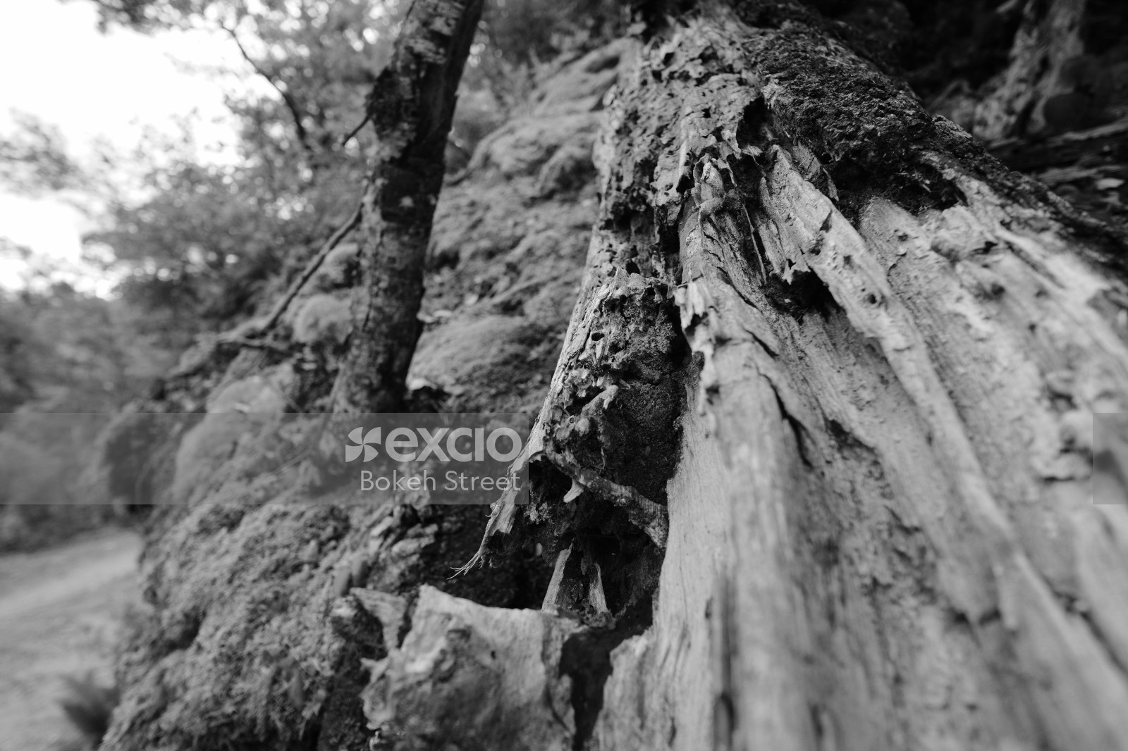 Tree bark and moss at Raetihi black and white