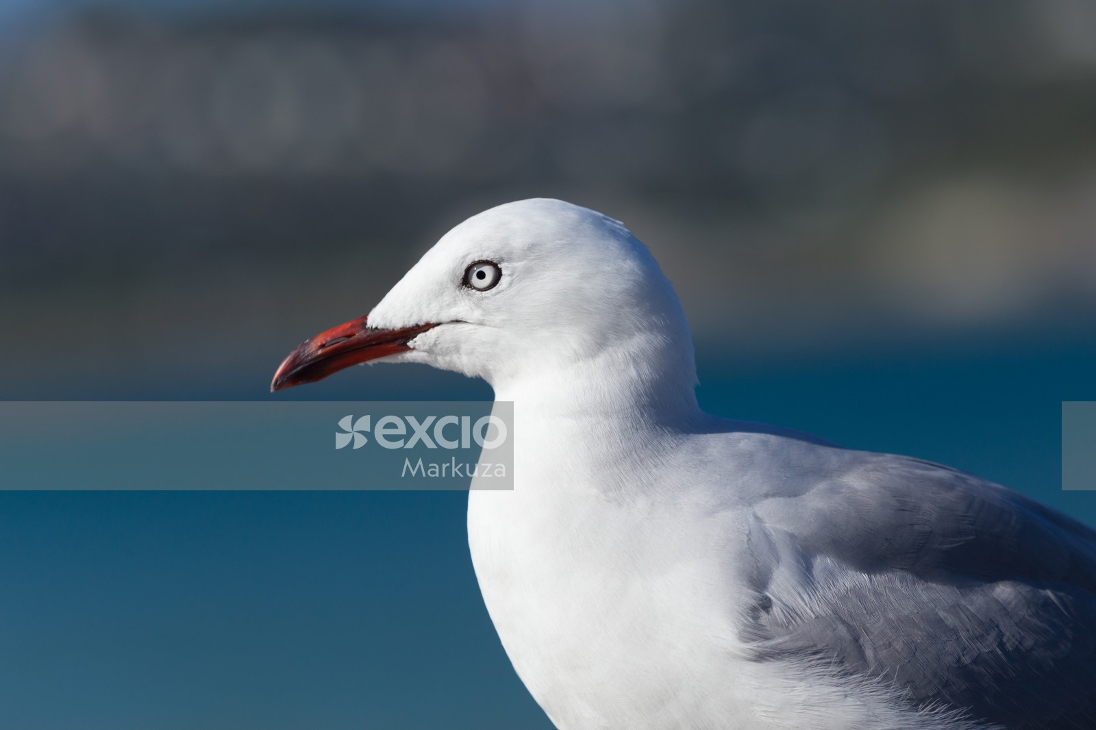 Seagull's white feathers and white eye