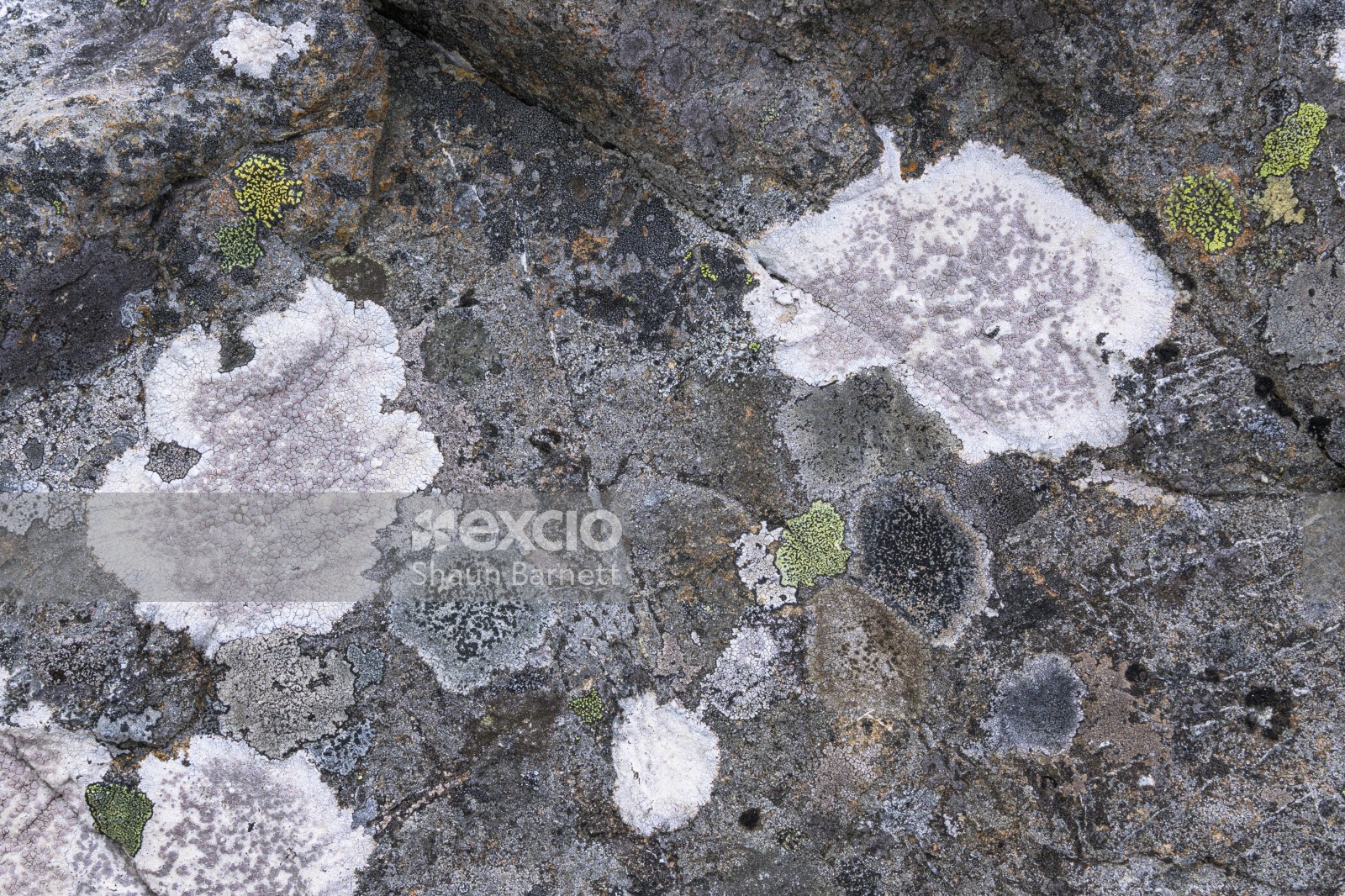 Lichen on rock, Mt Thomas