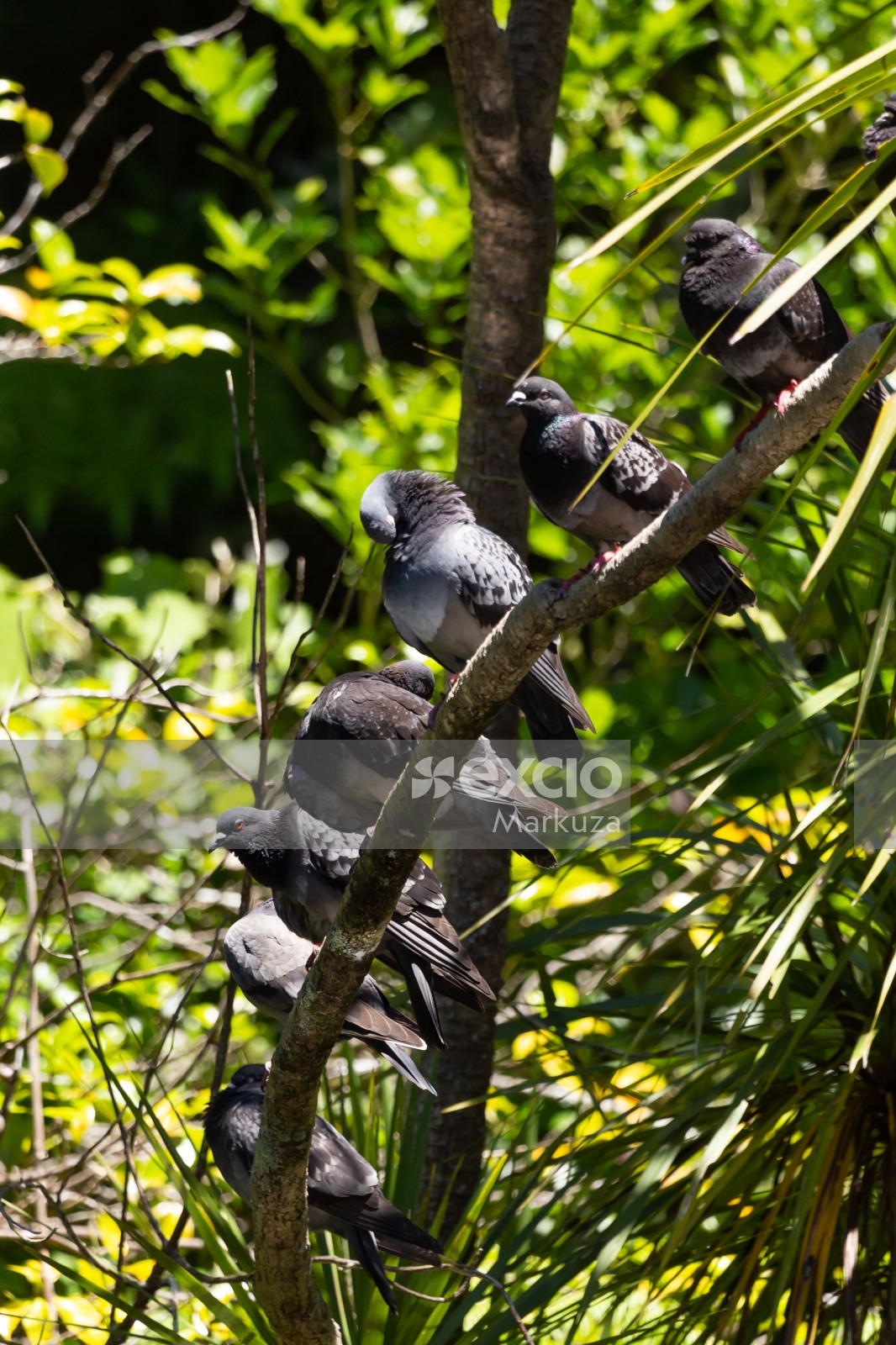 A branch full of pigeons
