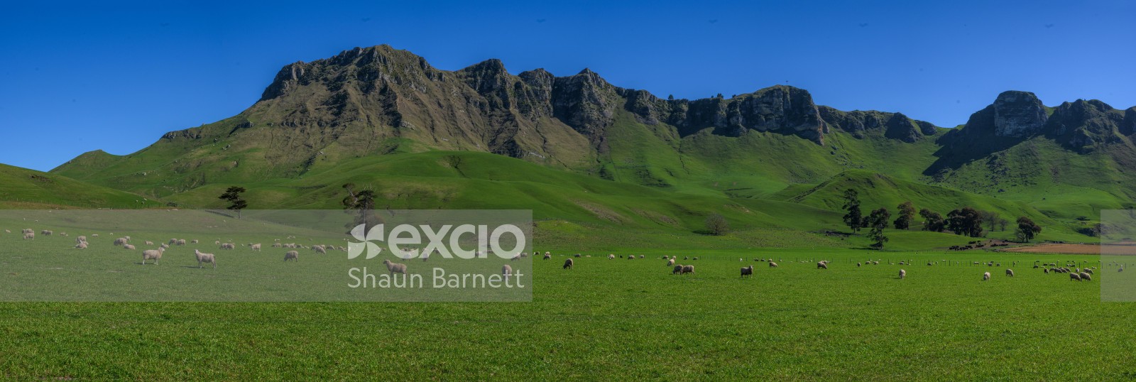  Sheep, Te Mata Peak