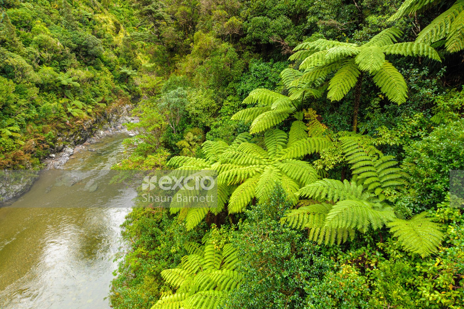 Tree ferns, Hutt River, Kaitoke