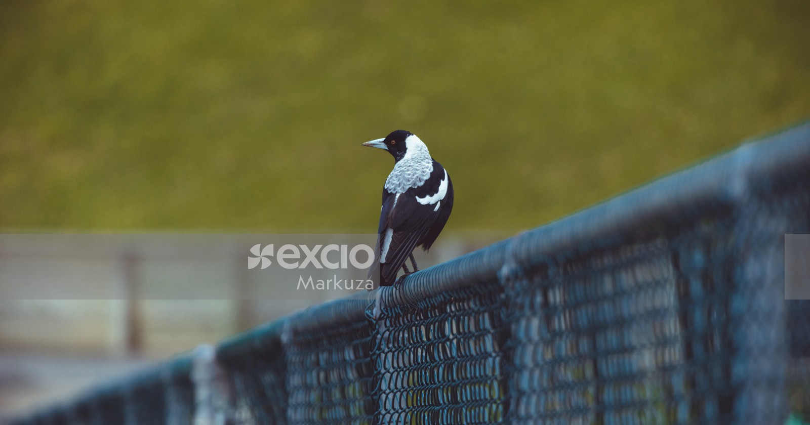 Magpie sitting on a fence