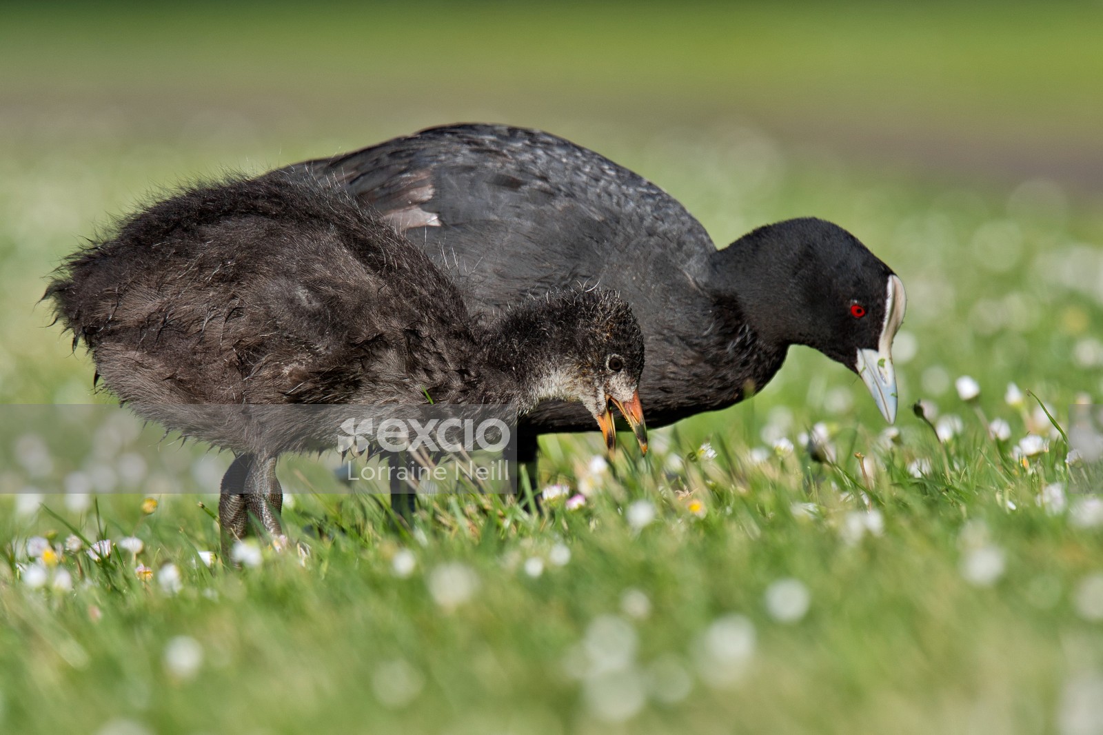 Australian Coot and Chick