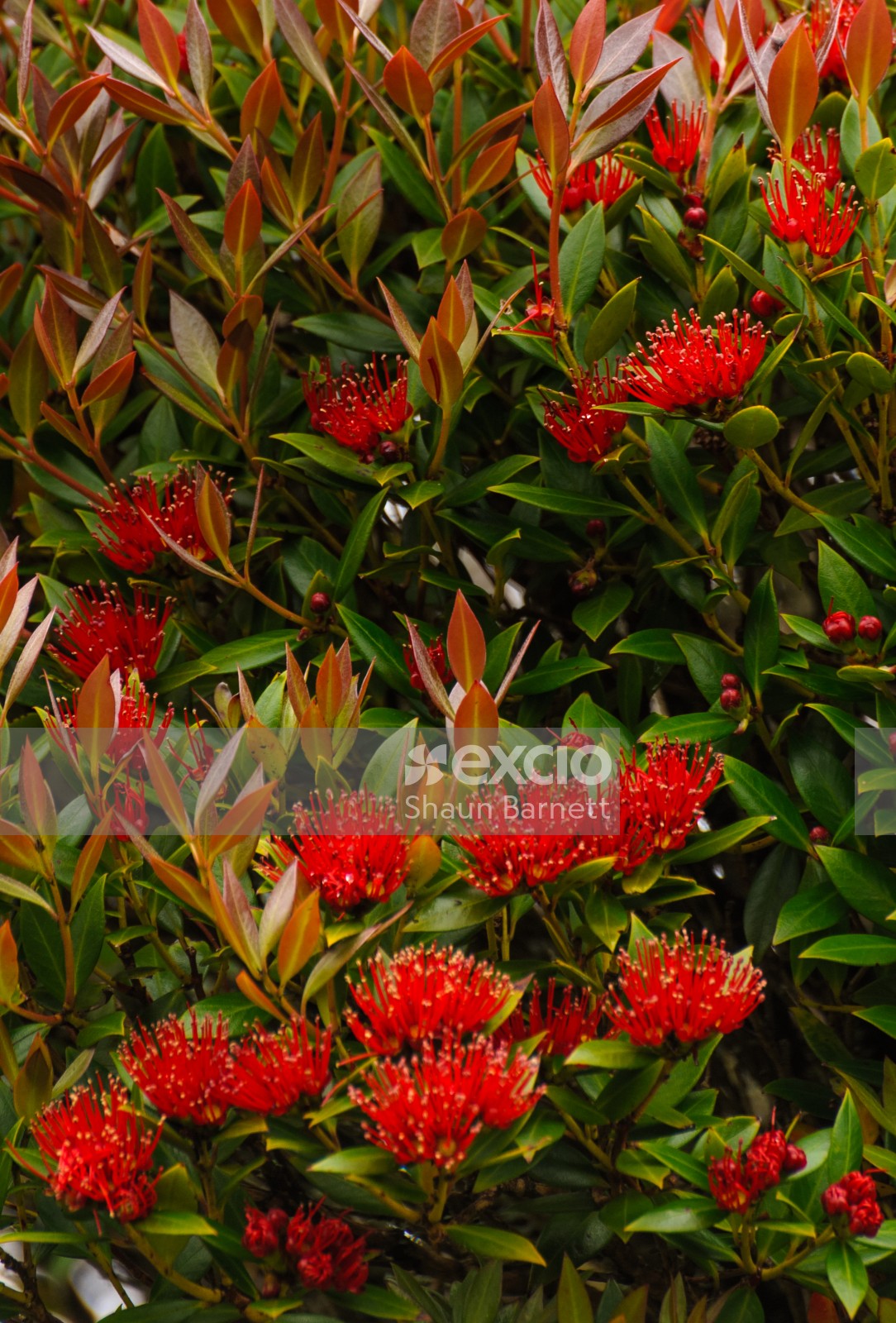 Southern rata, Enderby Is