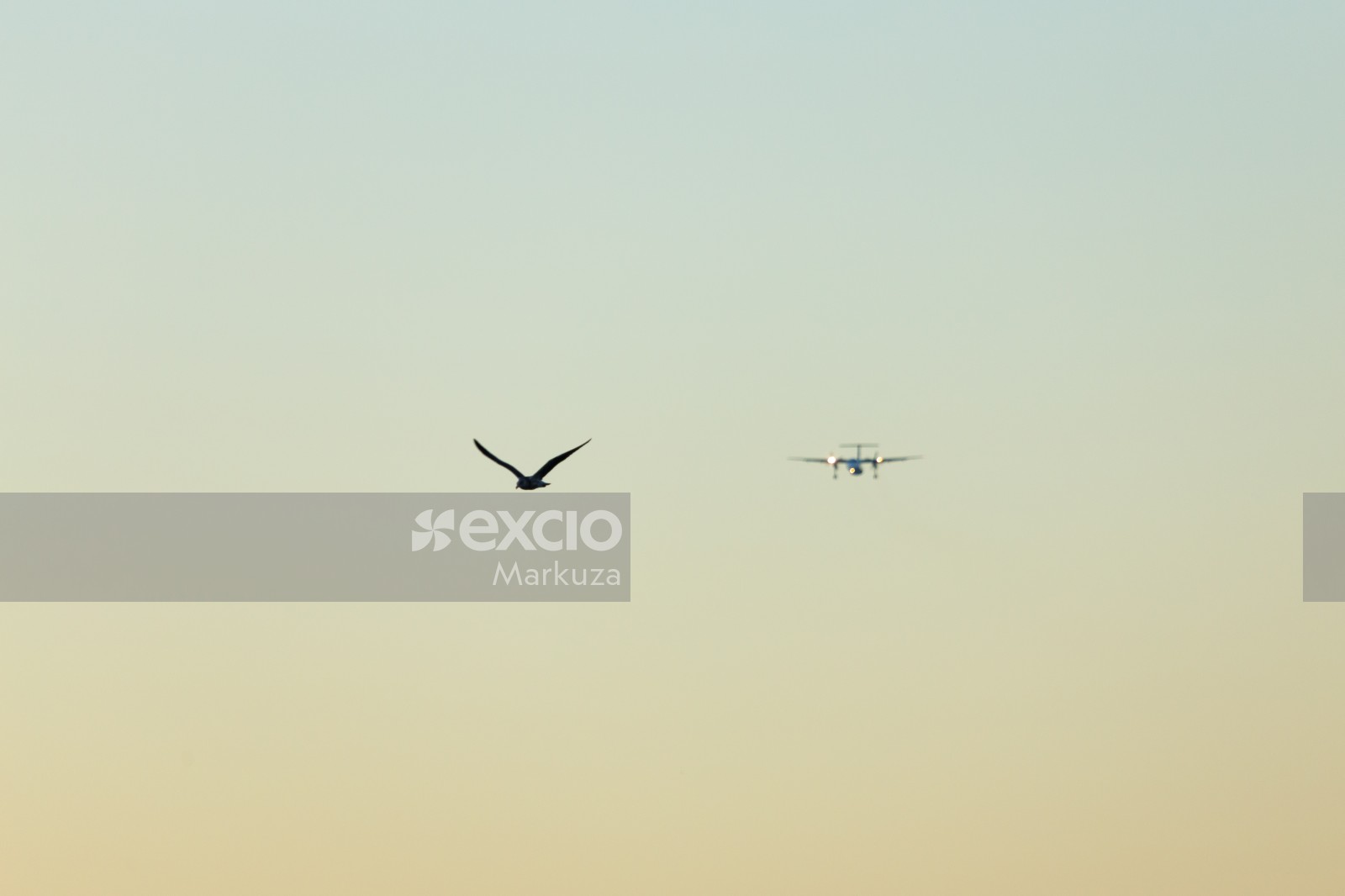 Plane and bird in the evening sky