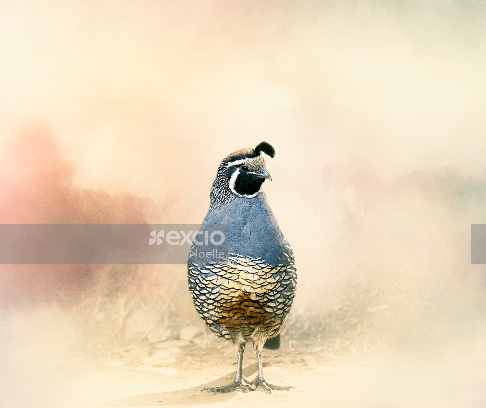 Californian quail