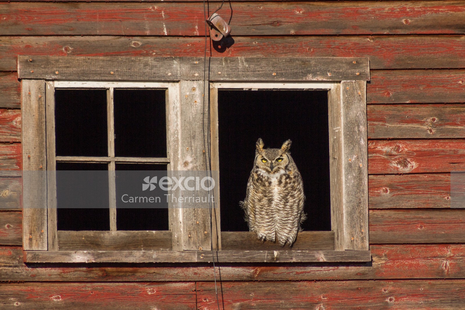 Owl in barn window