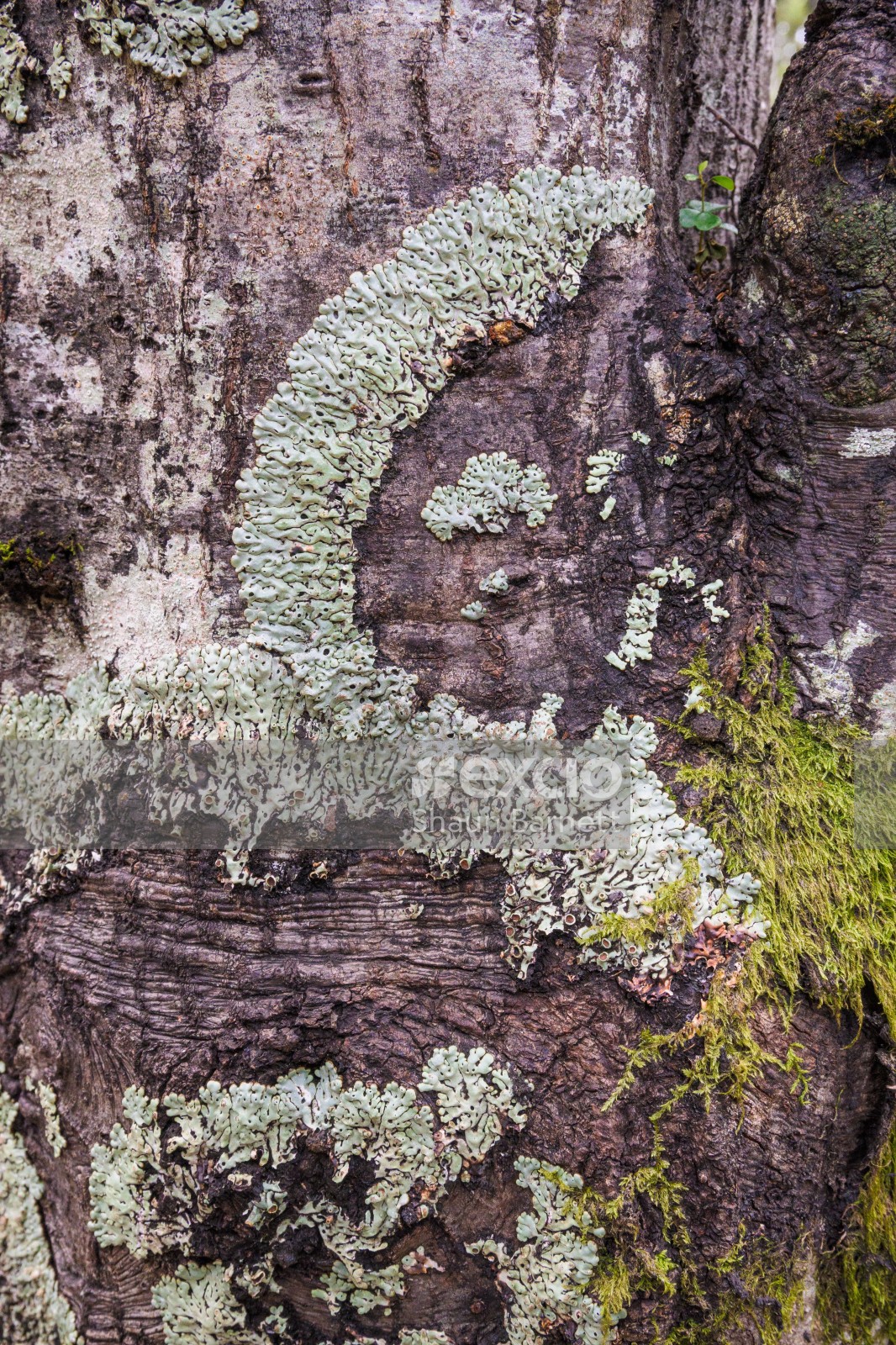 Lichen and moss, Mt Thomas