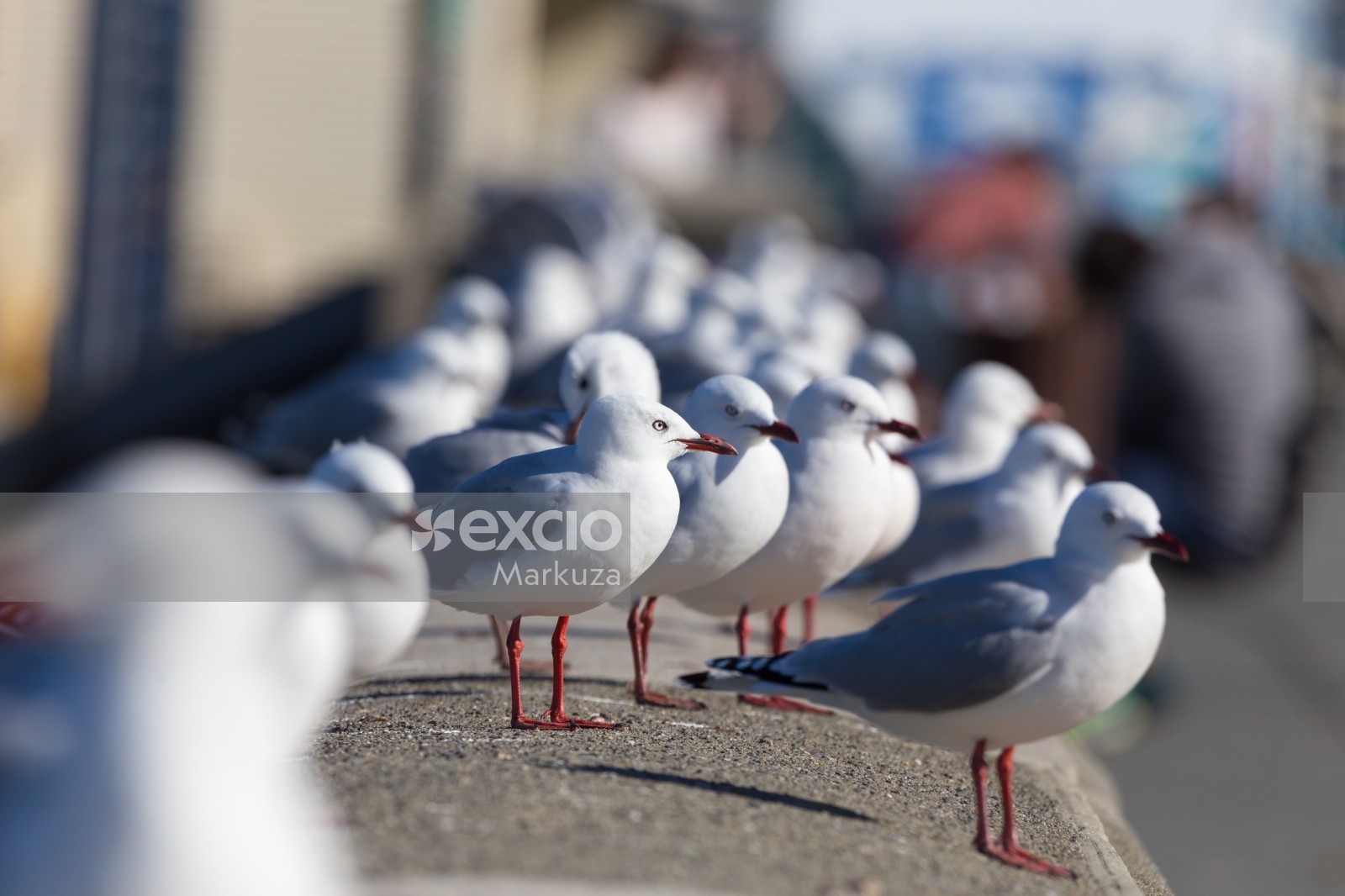 Waiting seagulls