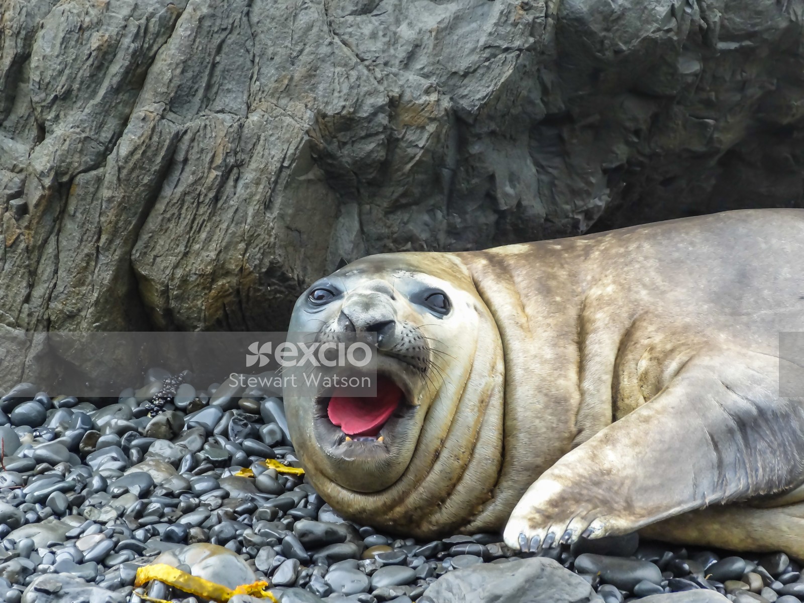 Angry sea lion
