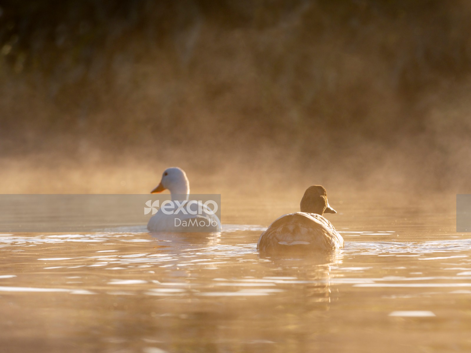 Ducks Pond Mist