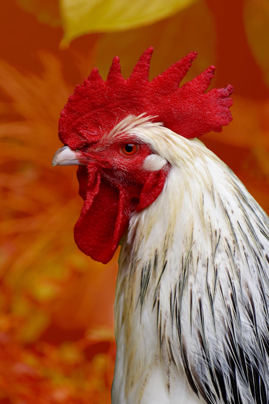 Rooster close up