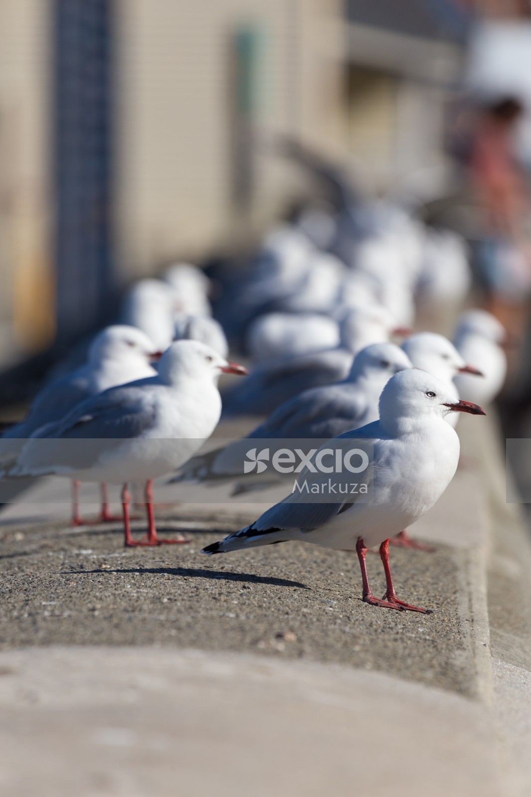 A colony of seagulls