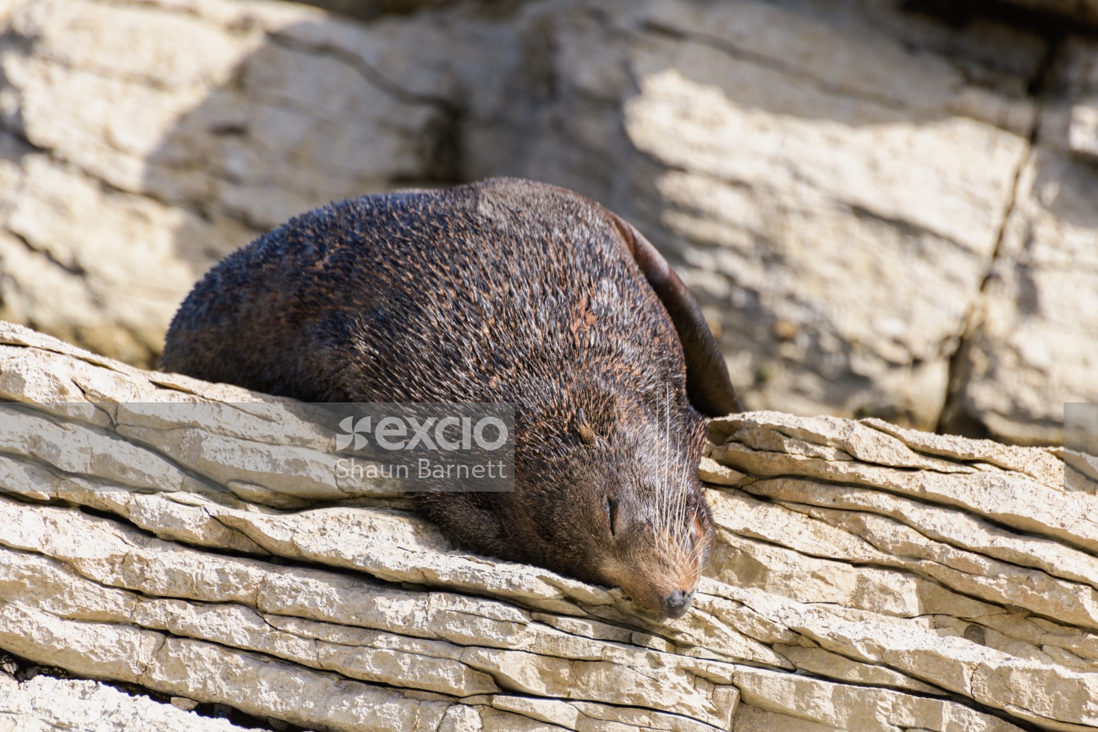 New Zealand fur seal,Kaikoura 
