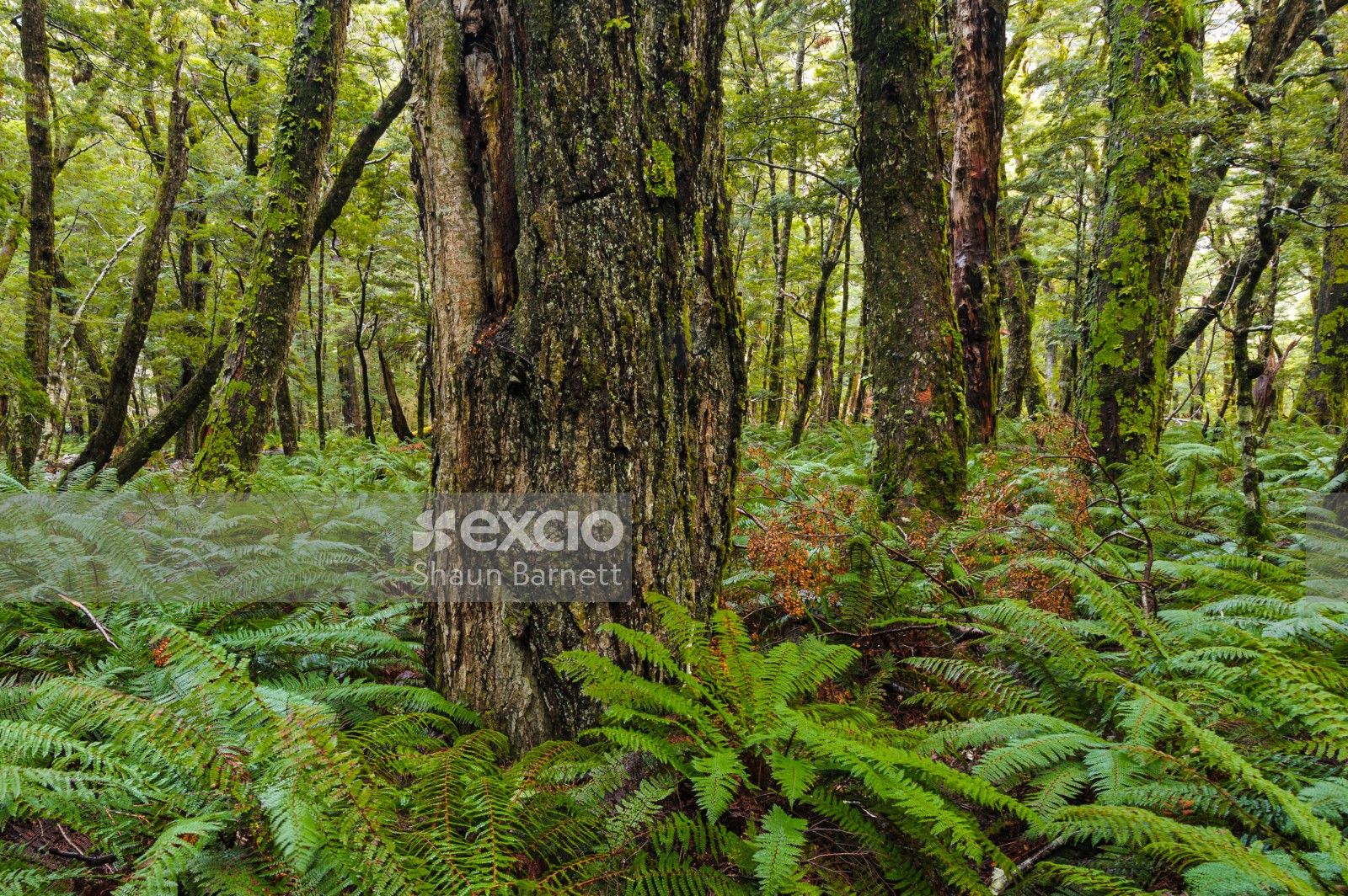 Fern, forest, Routeburn Track