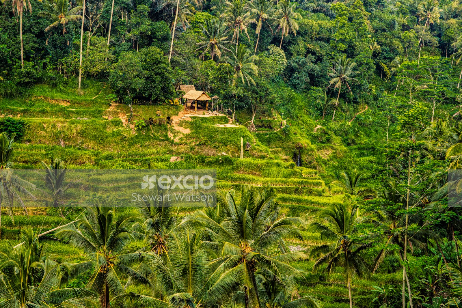 Lush rice terrace of Bali 