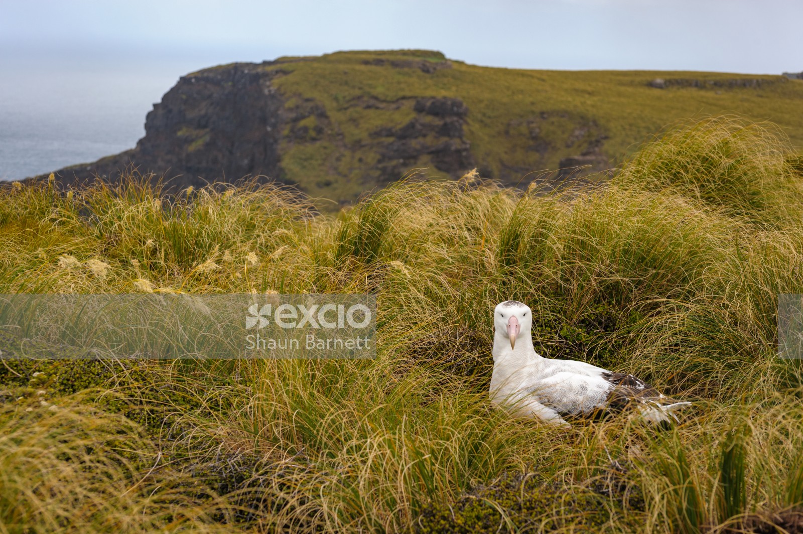 Gibson's wandering albatross