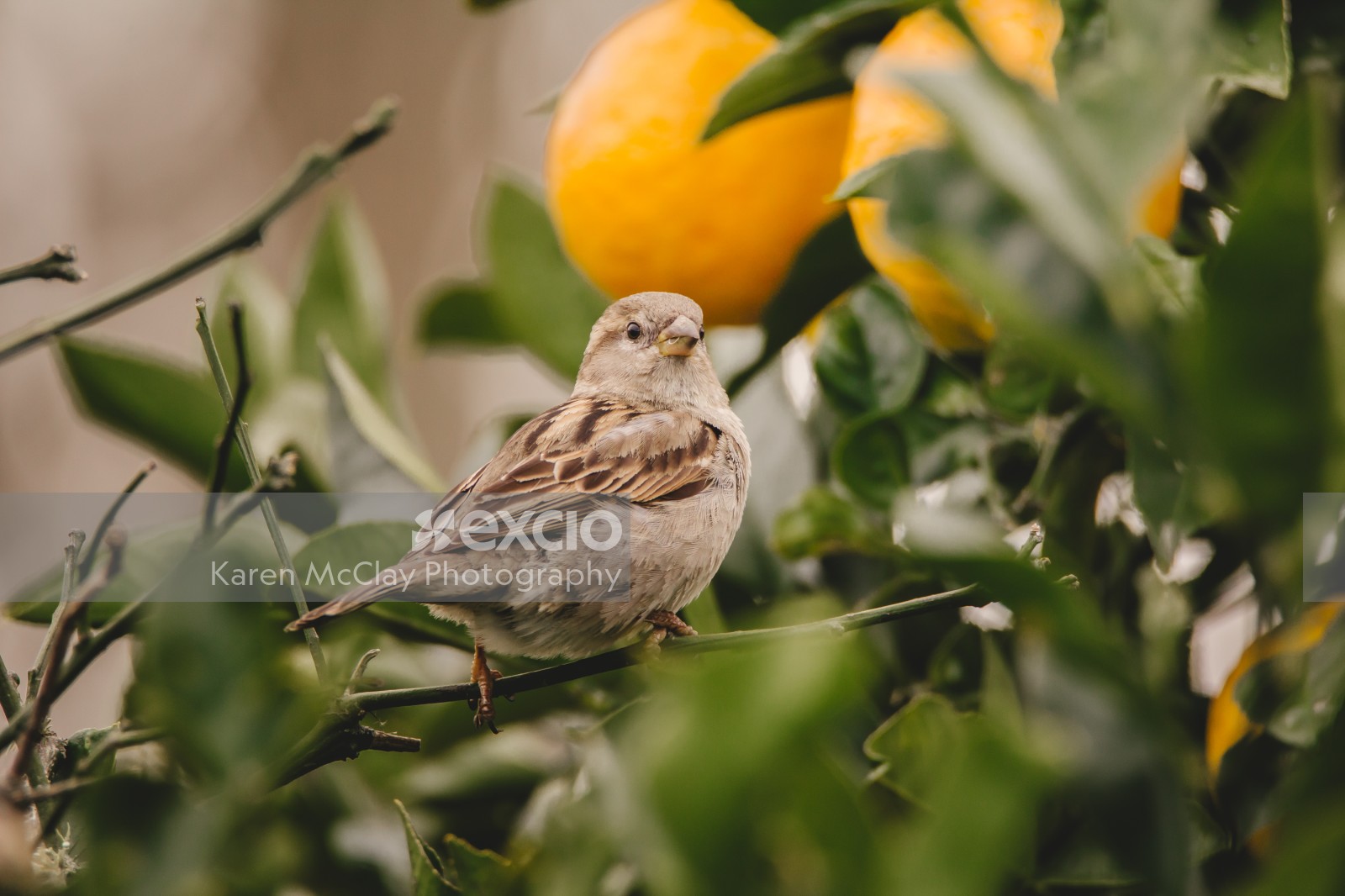 Sparrow in Lemon Tree