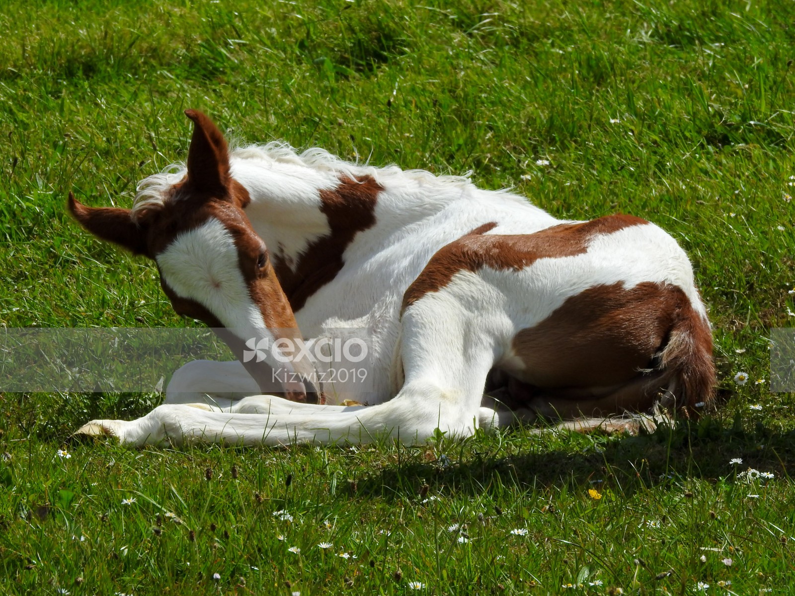 Foal laying down two