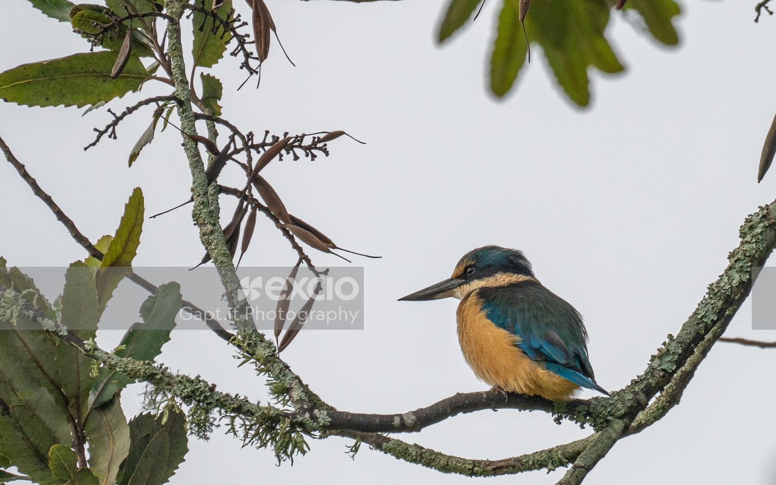 Sacred Kingfisher - Kotare