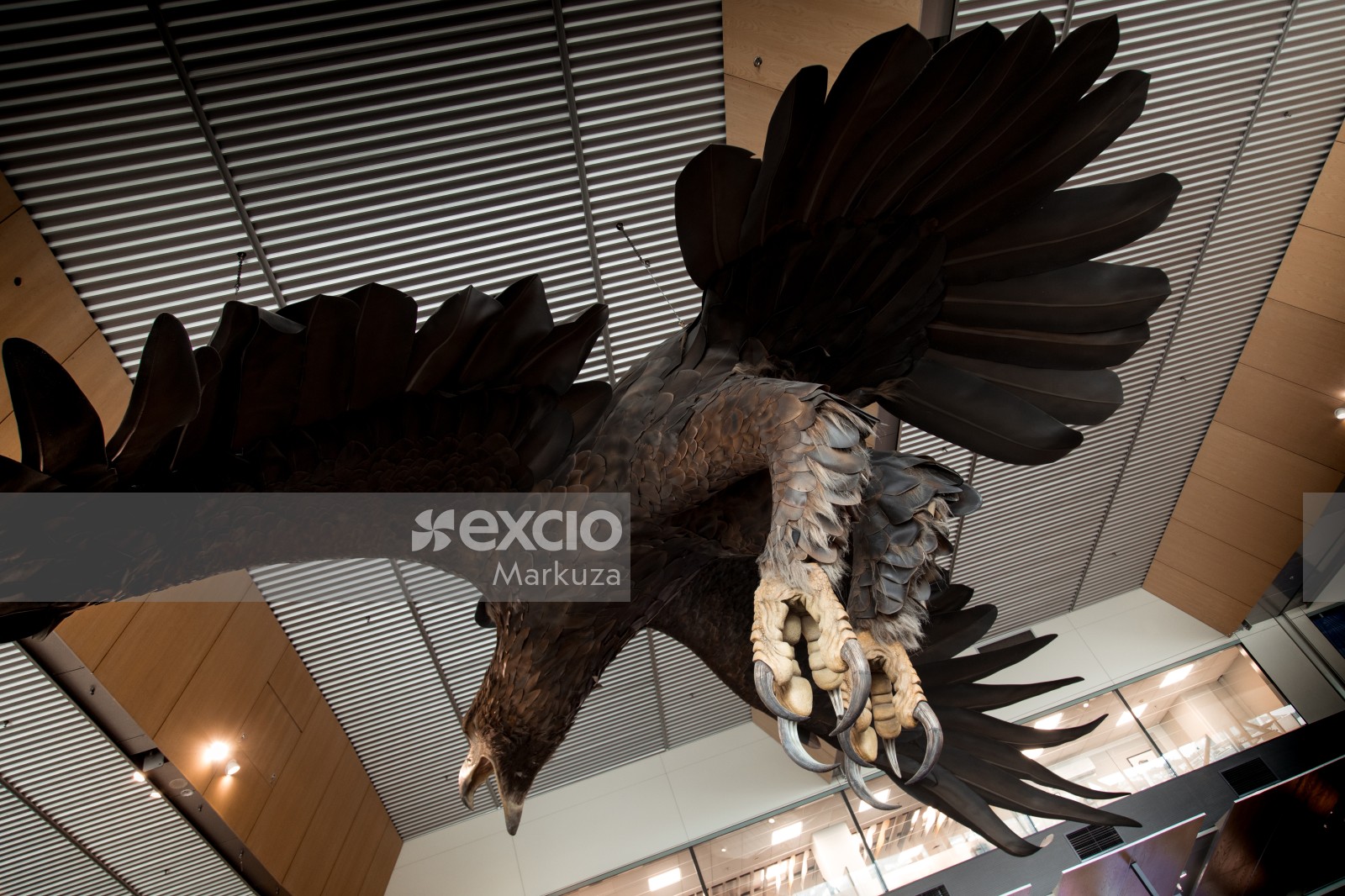 Eagle's giant talon
