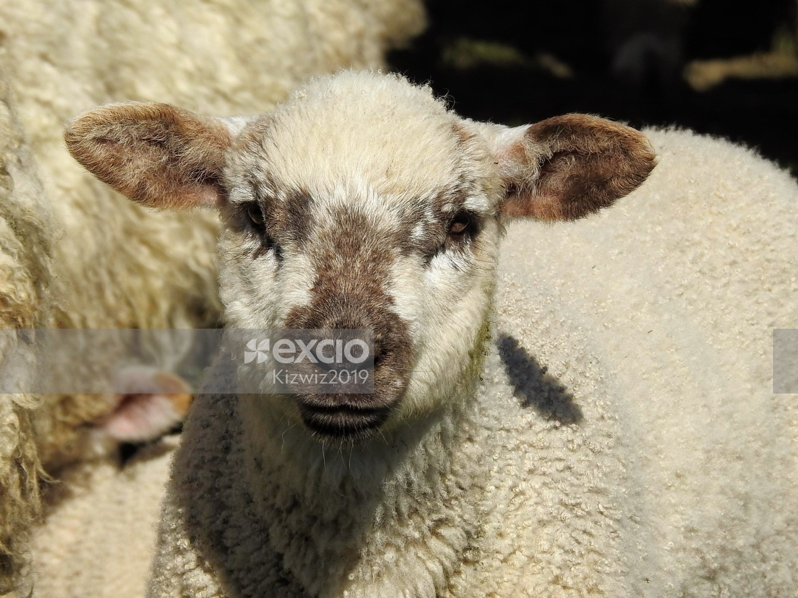 lamb close up
