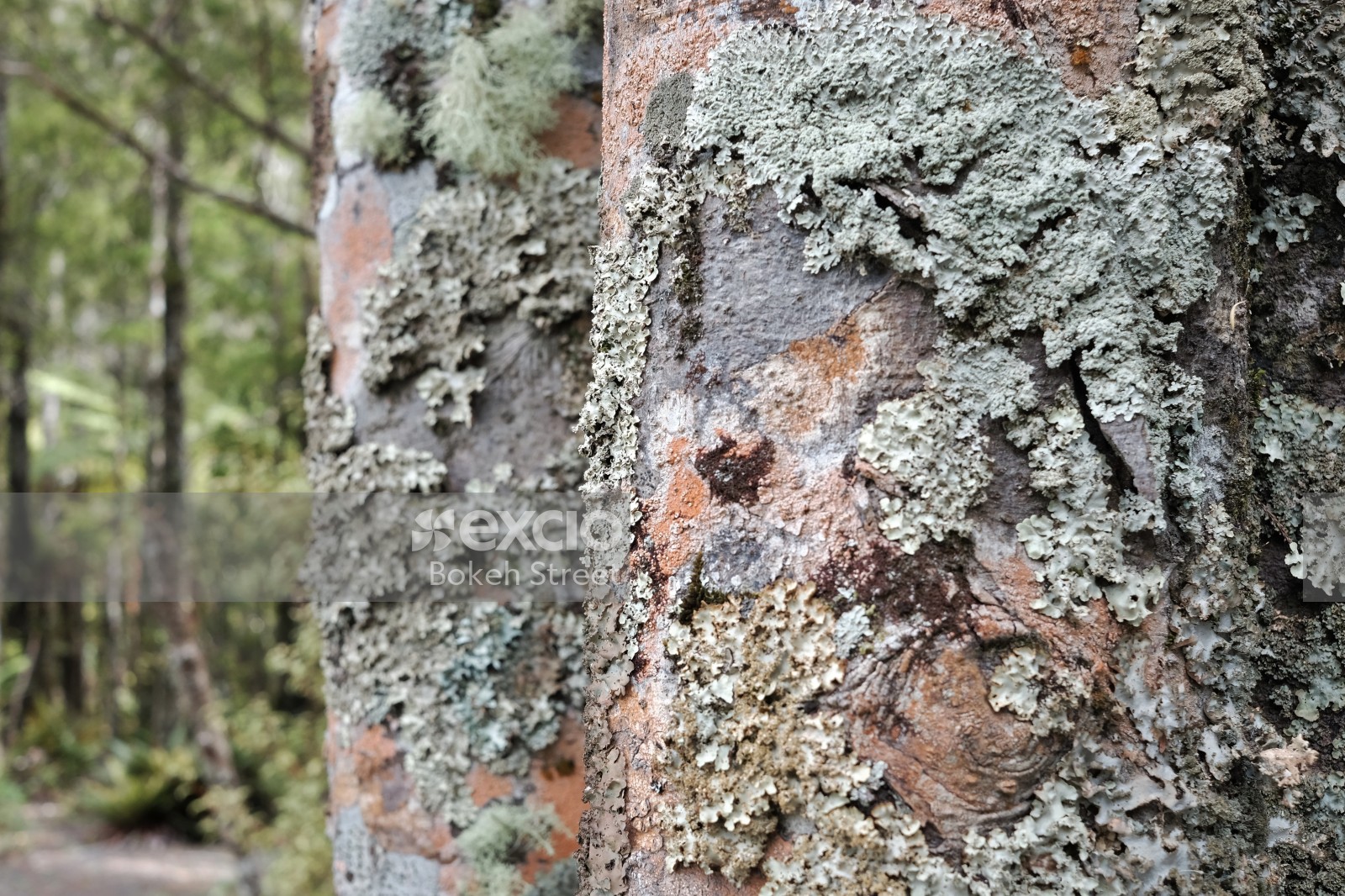 Moss on birch tree bark