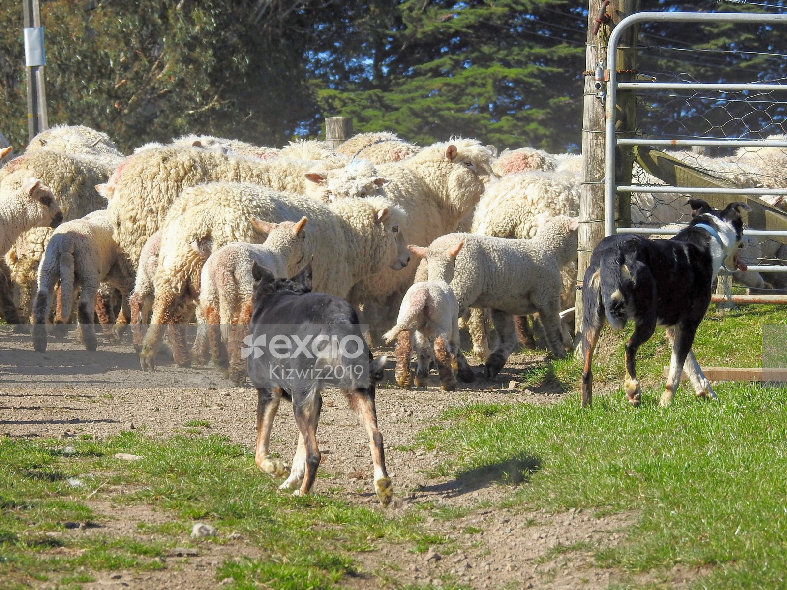 Sheep mustering