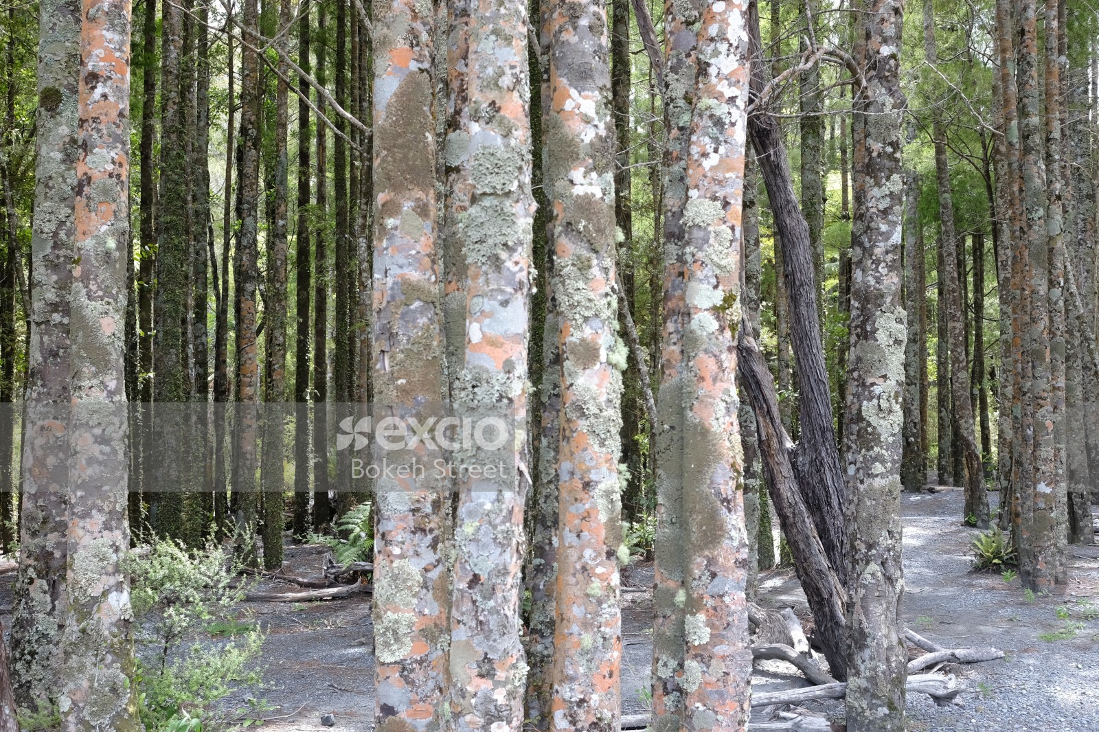 Clustered mossy birch trees