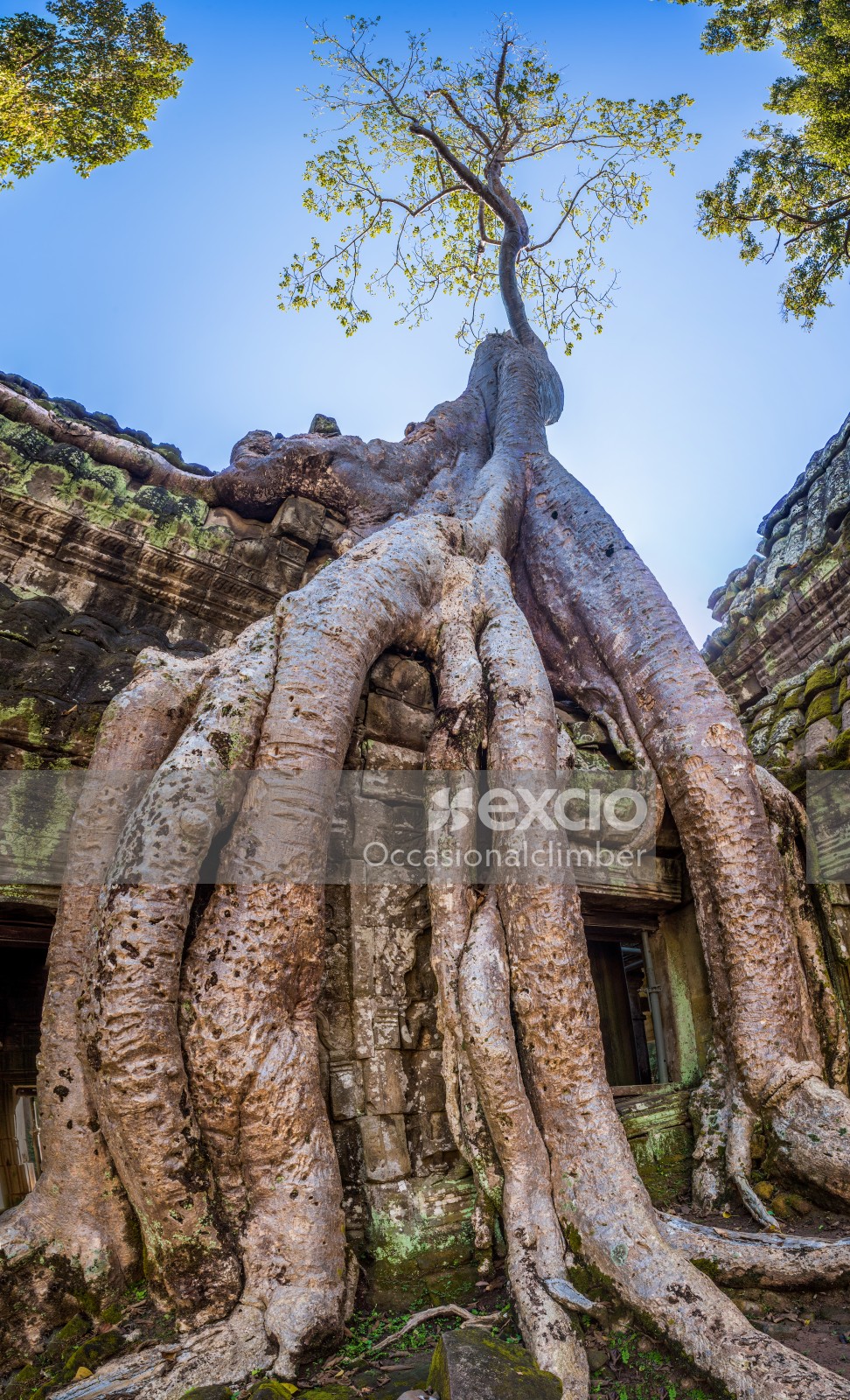 Ta Prohm temple complex, Cambodia