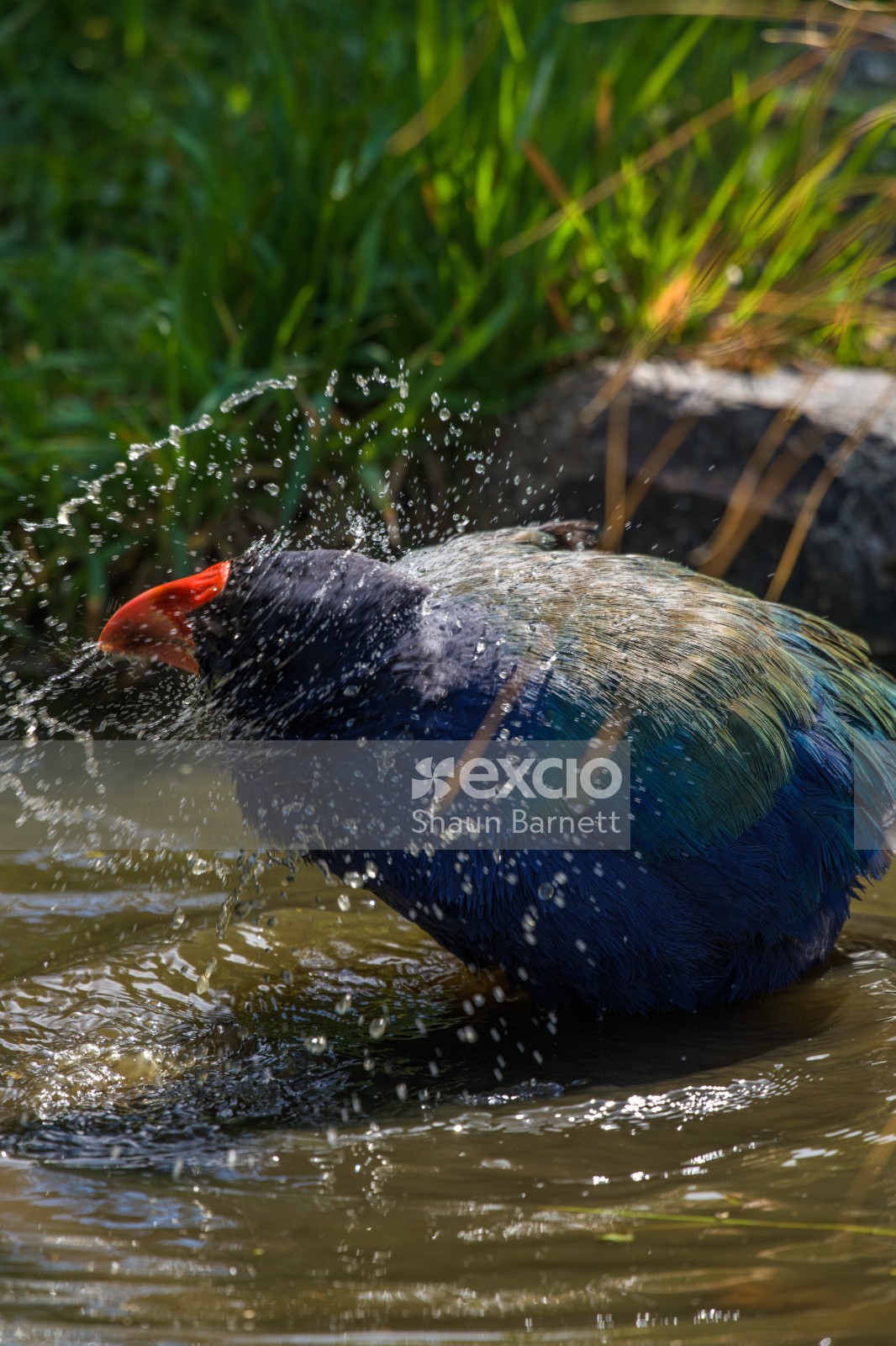 Takahe bathing, Orokonui 