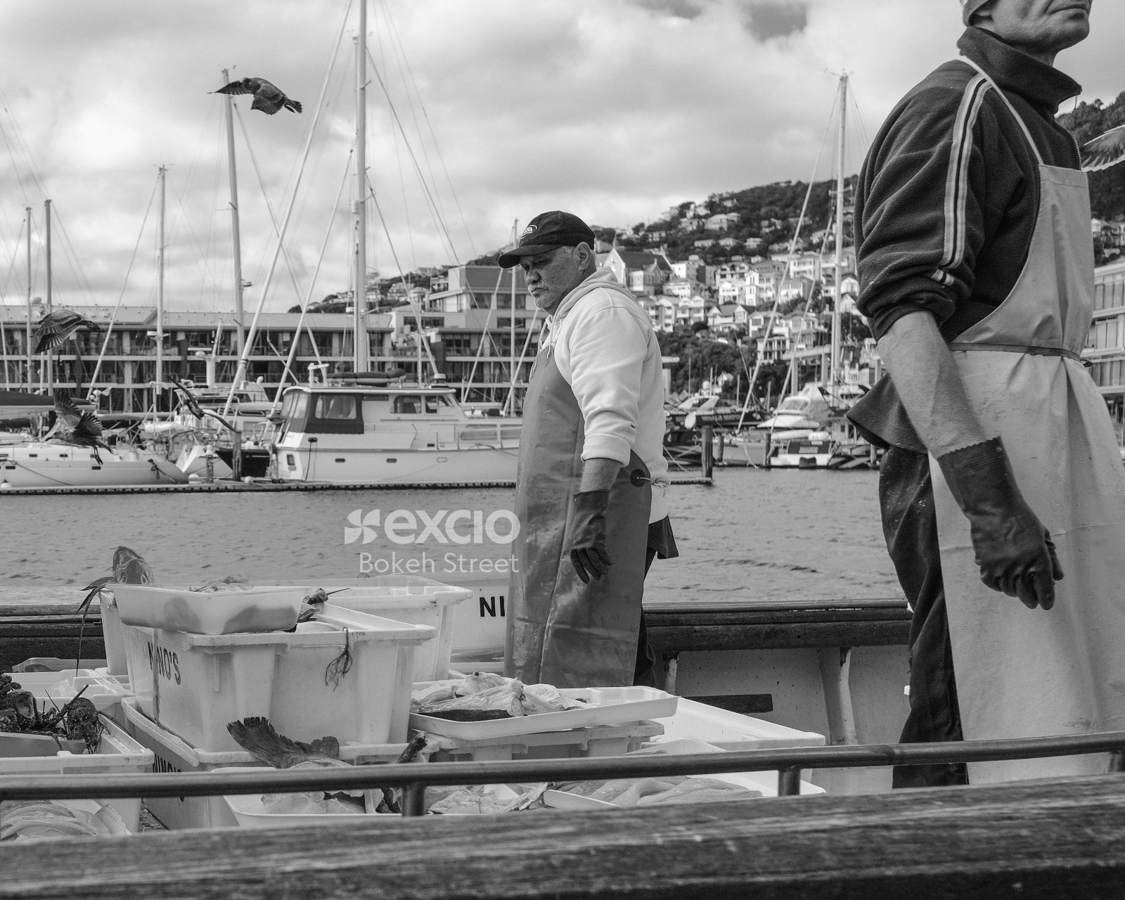 Fishermen in Wellington Harbour
