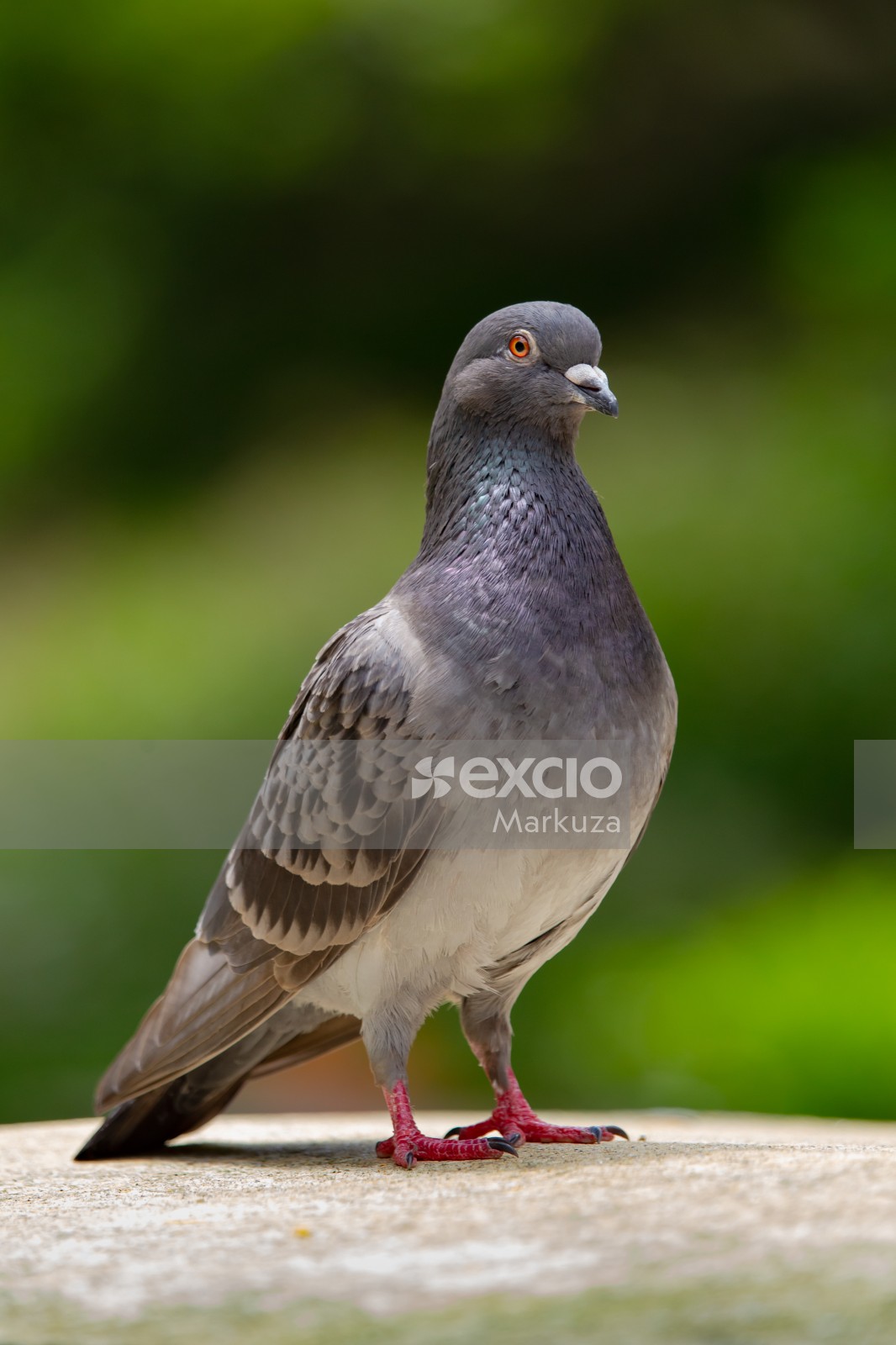 Grey coloured pigeon bokeh