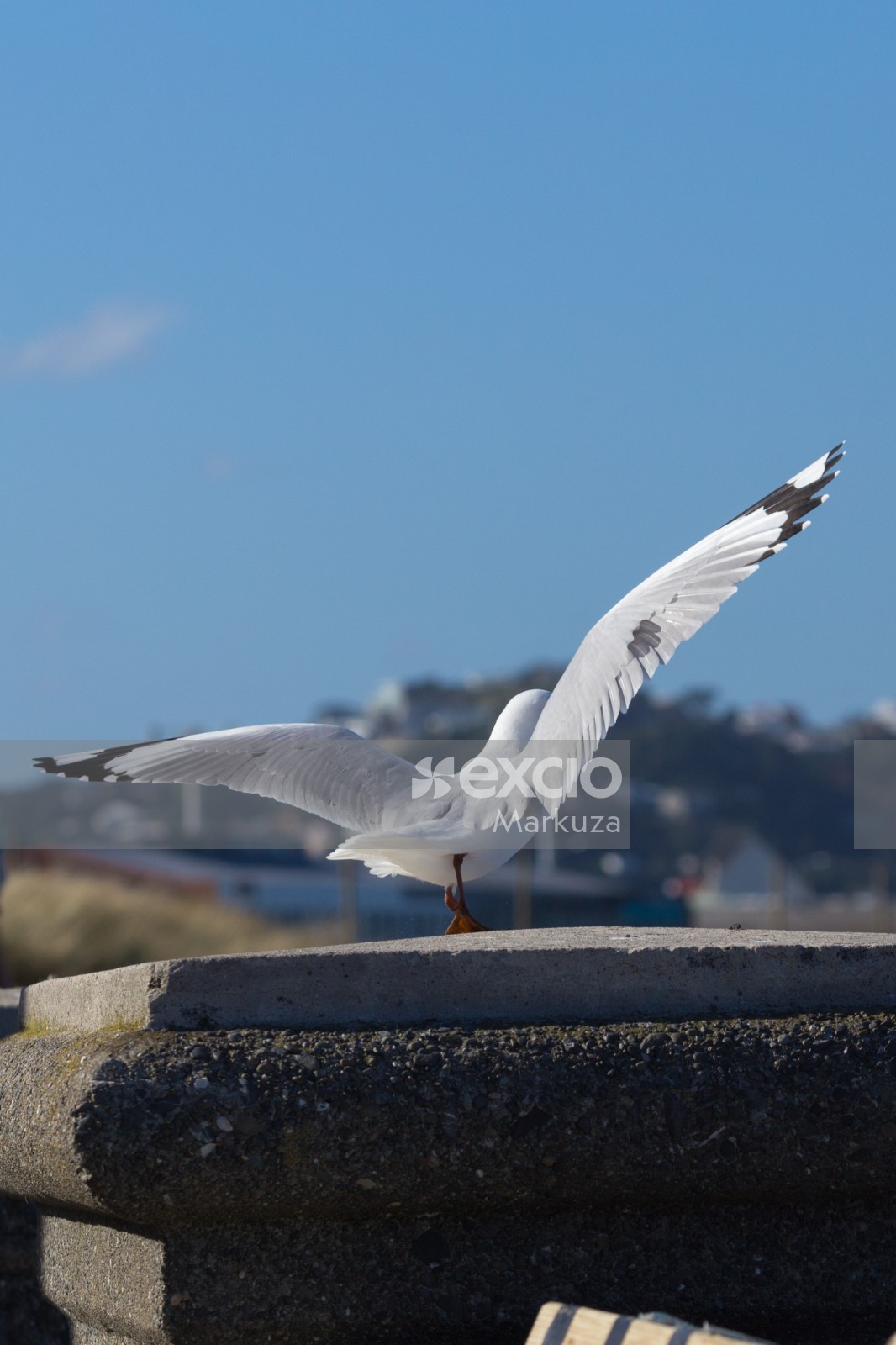 Seagull one-legged landing